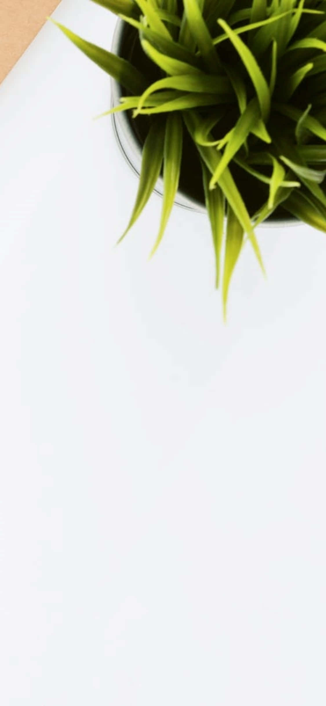 Fondo de escritorio para iPhone X con planta de interior Fondos de pantalla