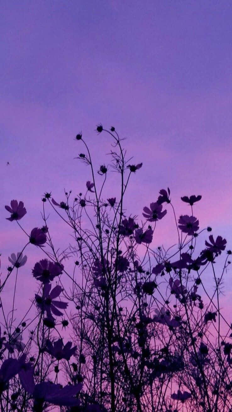 Fondo de Flor Cósmo Púrpura Estético en Toma Contrapicada Fondos de pantalla