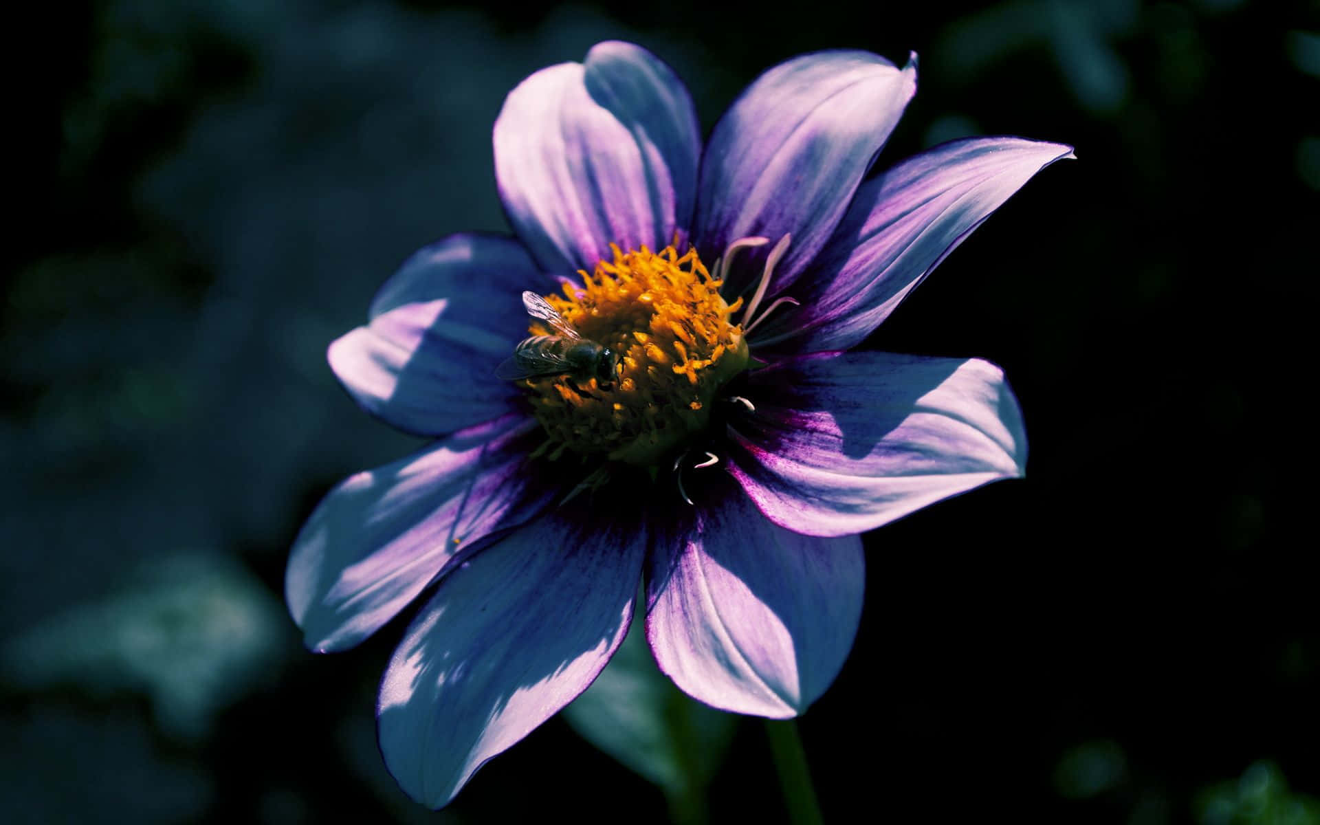 Fondo de Flor con Estética Atractiva Fondos de pantalla