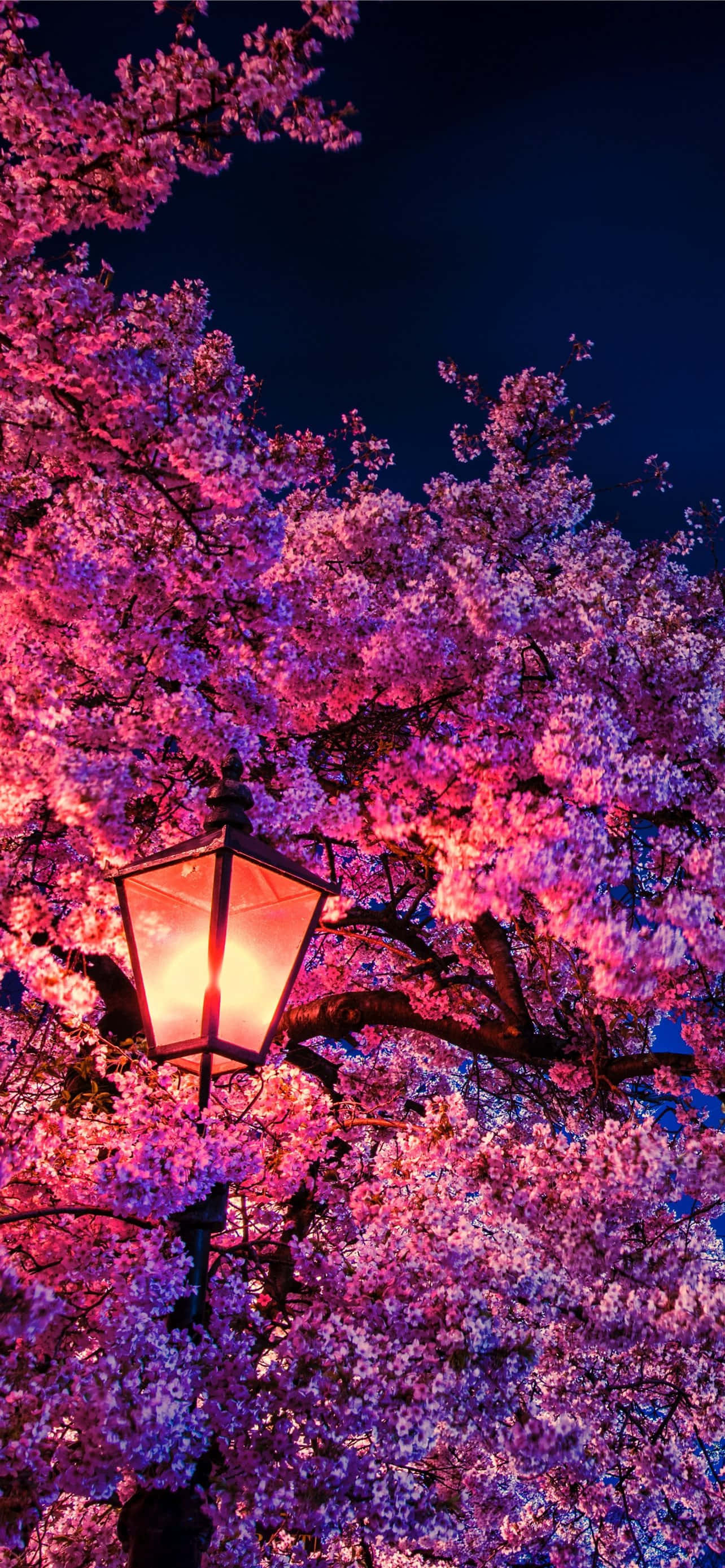 Fondo de Flor de Cerezo Fondos de pantalla