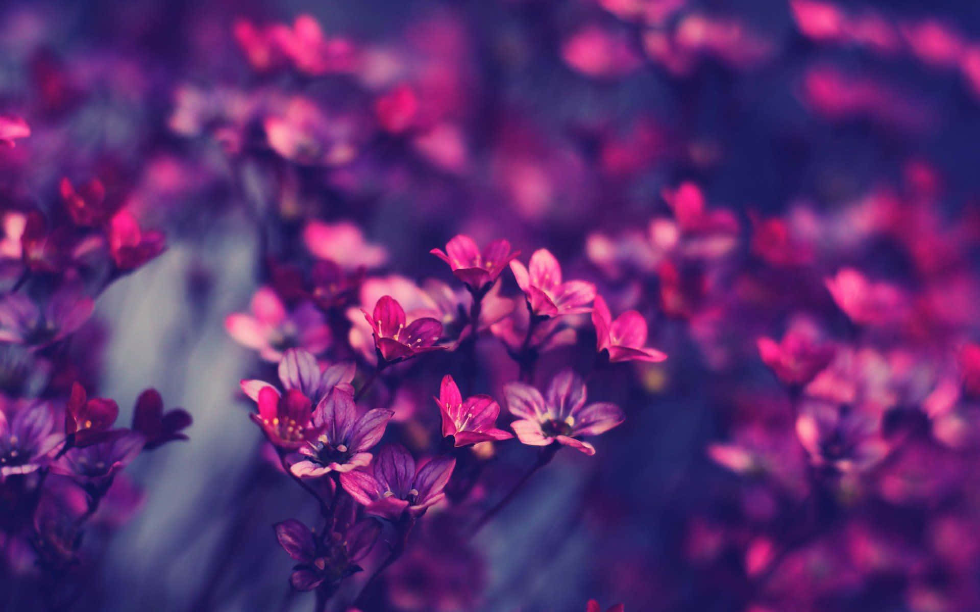 Fondo de Flor Estético Fascinante Fondos de pantalla