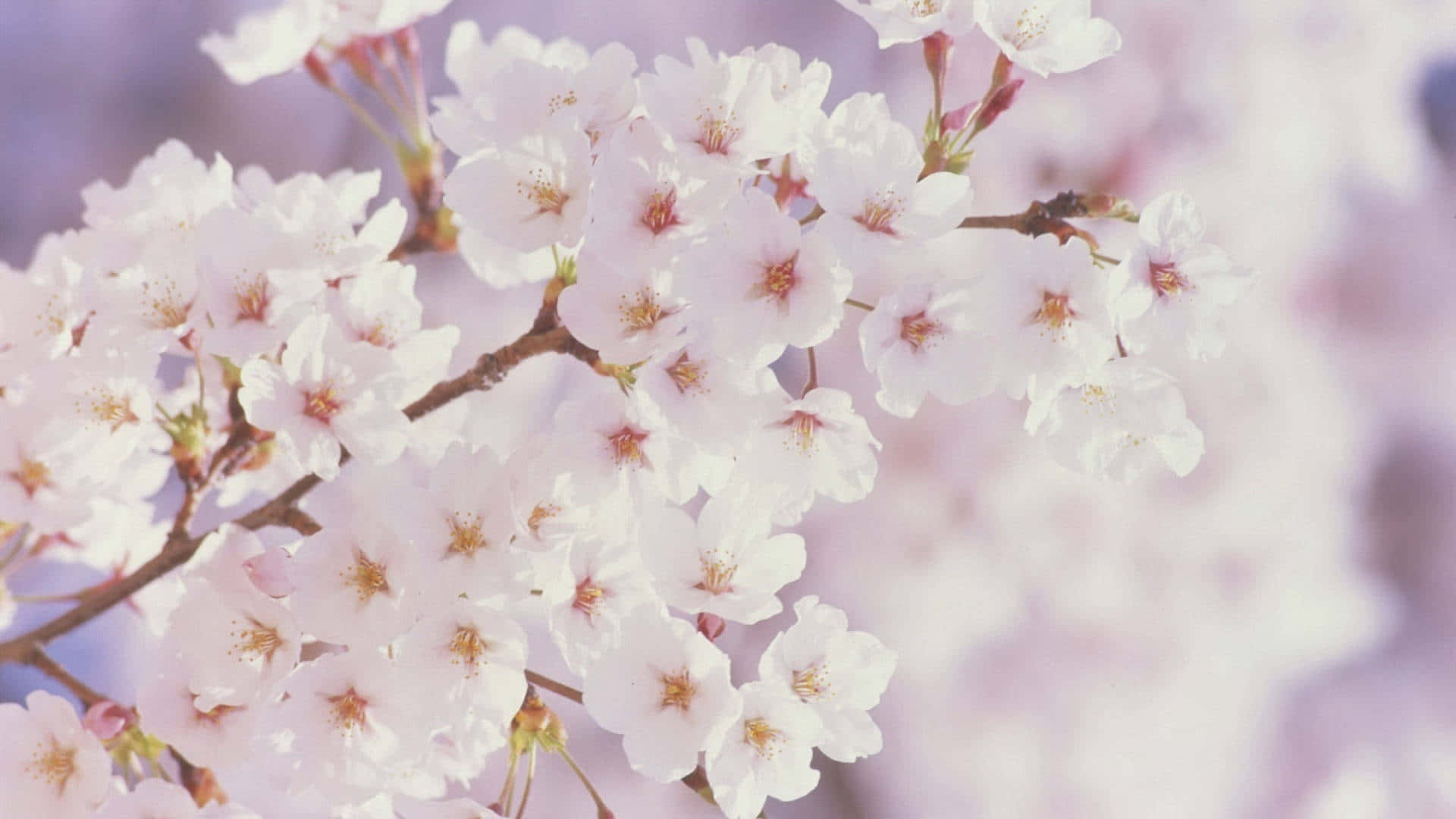 Fondo de Flores de Cerezo Blancas en Primavera Fondos de pantalla