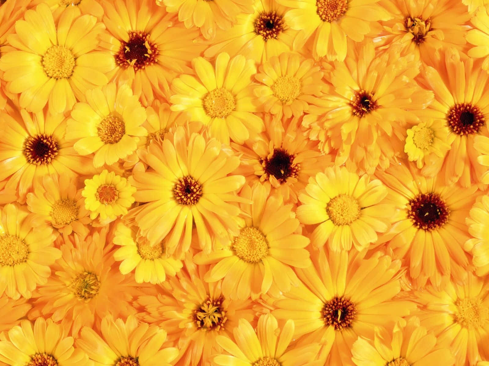 Fondo de Flores Estético: Belleza Floreciente para tus Pantallas Fondos de pantalla