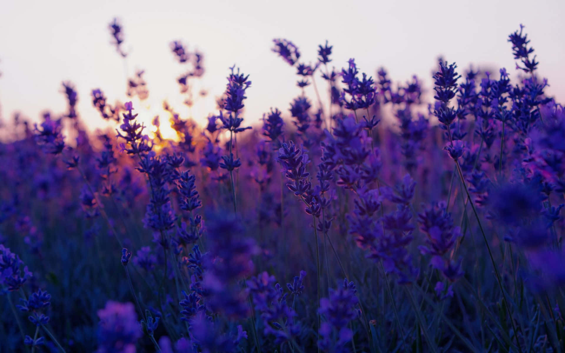 Fondo de Flores Estético Cautivador Fondos de pantalla