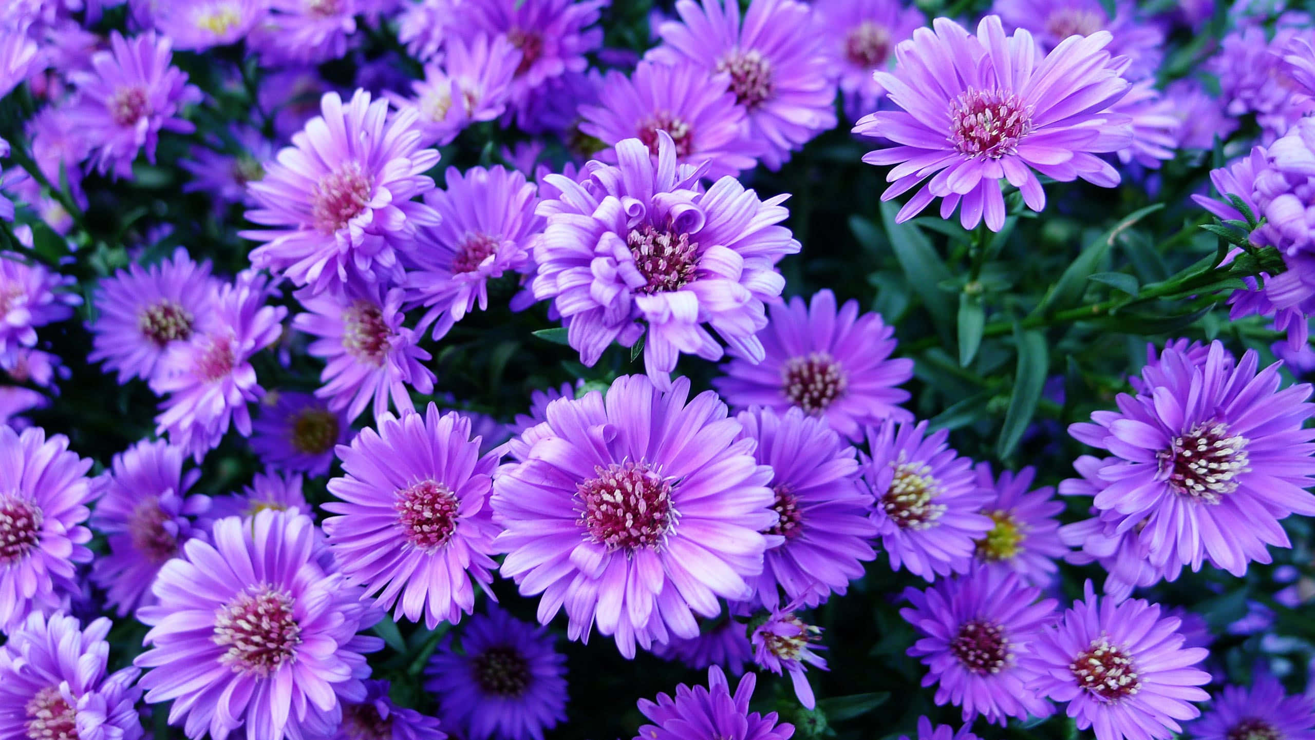 Fondo de Flores Estético: Colores en Floración Fondos de pantalla