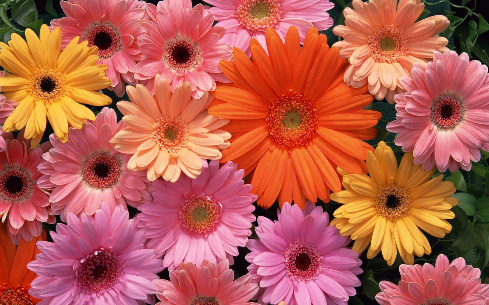 Fondo de Flores Estético Fondos de pantalla