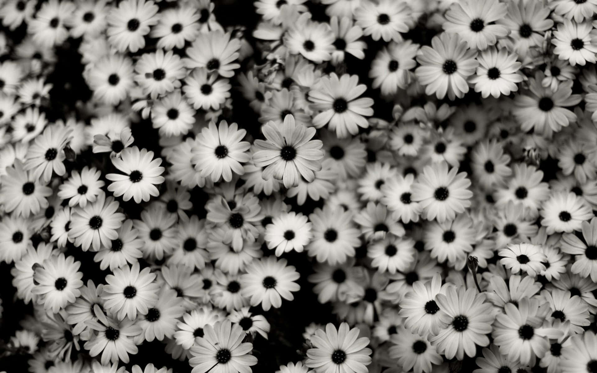 Fondo de Flores Estético: Flores Vibrantes en Alta Resolución Fondos de pantalla