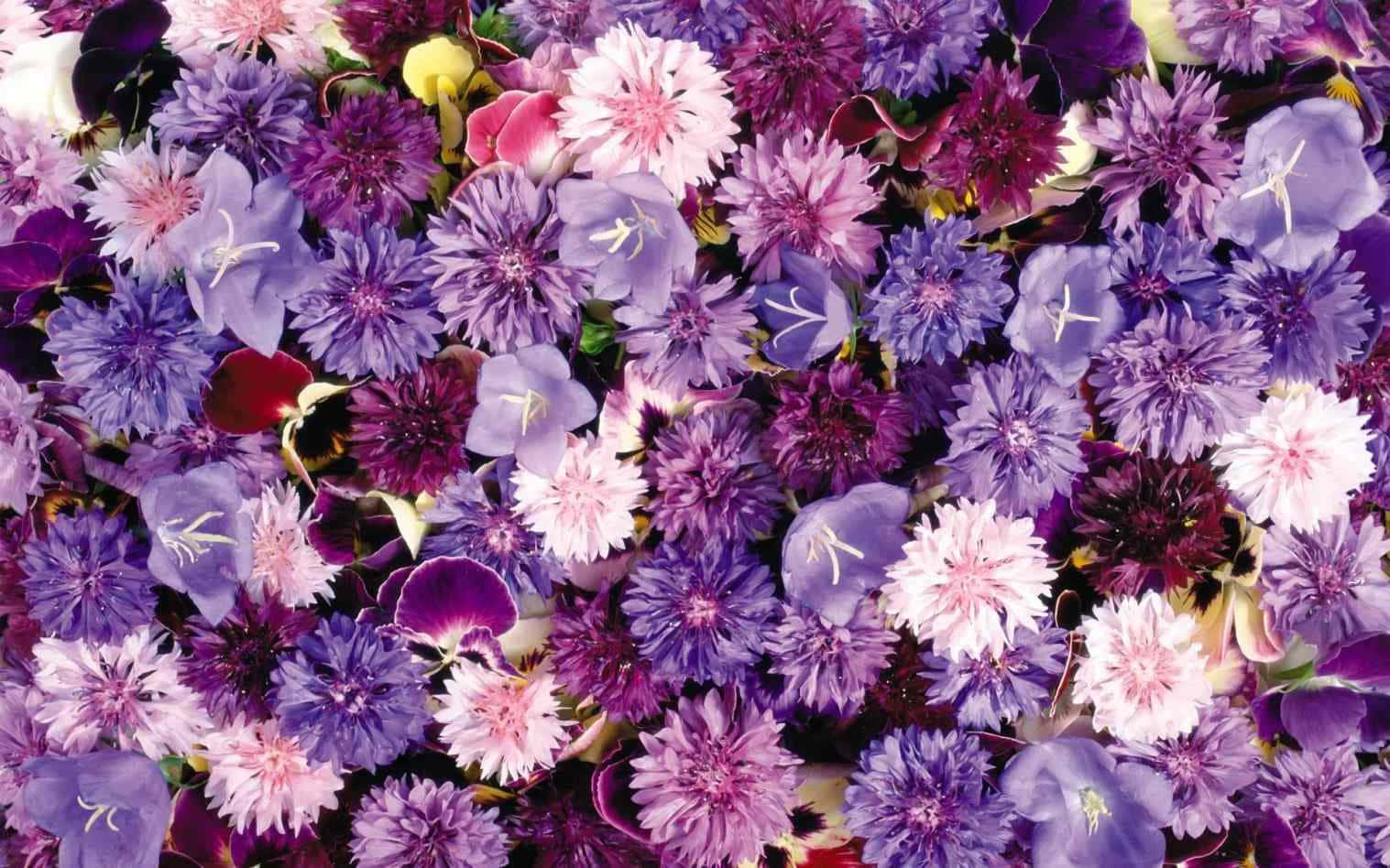 Fondo de Flores Estético Fondos de pantalla