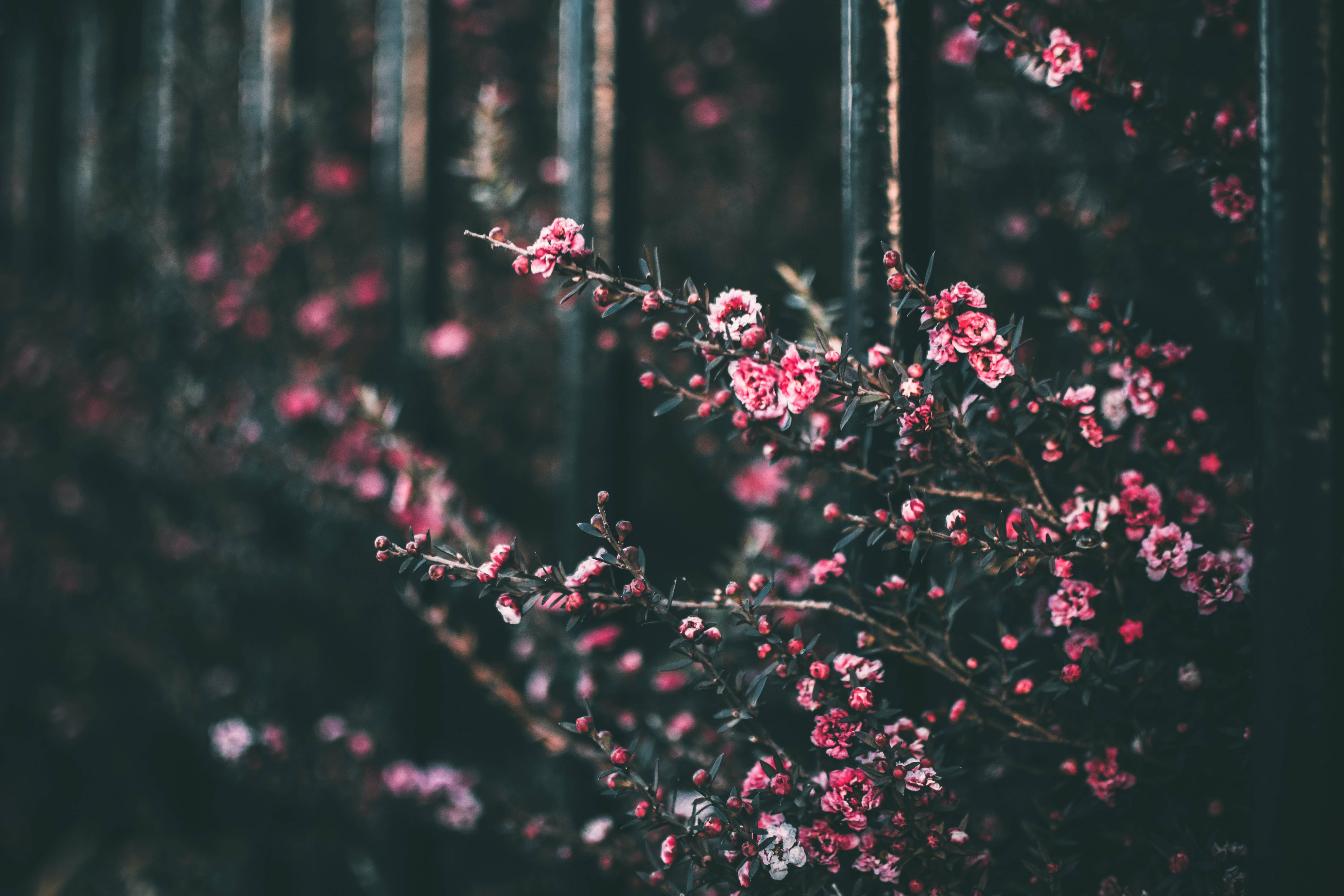 Fondo de Flores Rosadas Sombreadas Fondos de pantalla