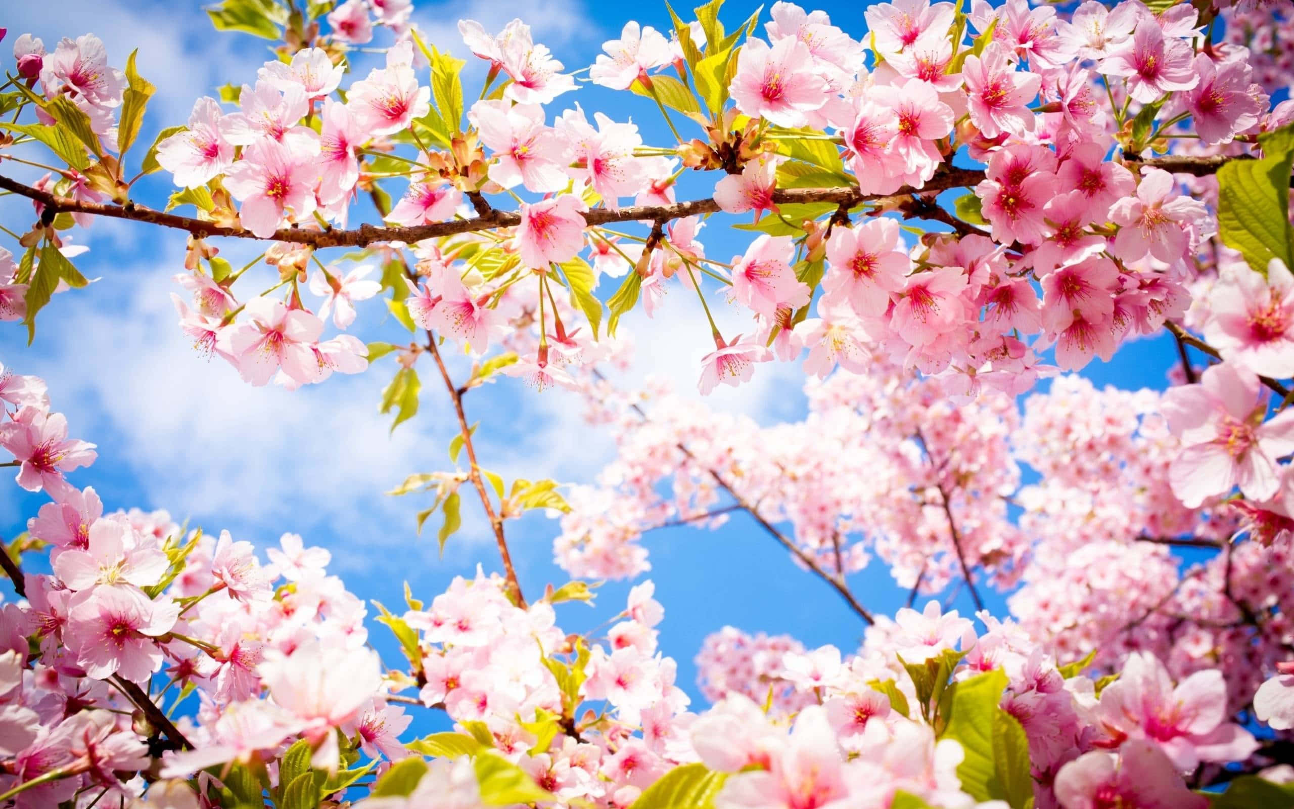 Fondo de Flores de Cerezo en Primavera Fondos de pantalla