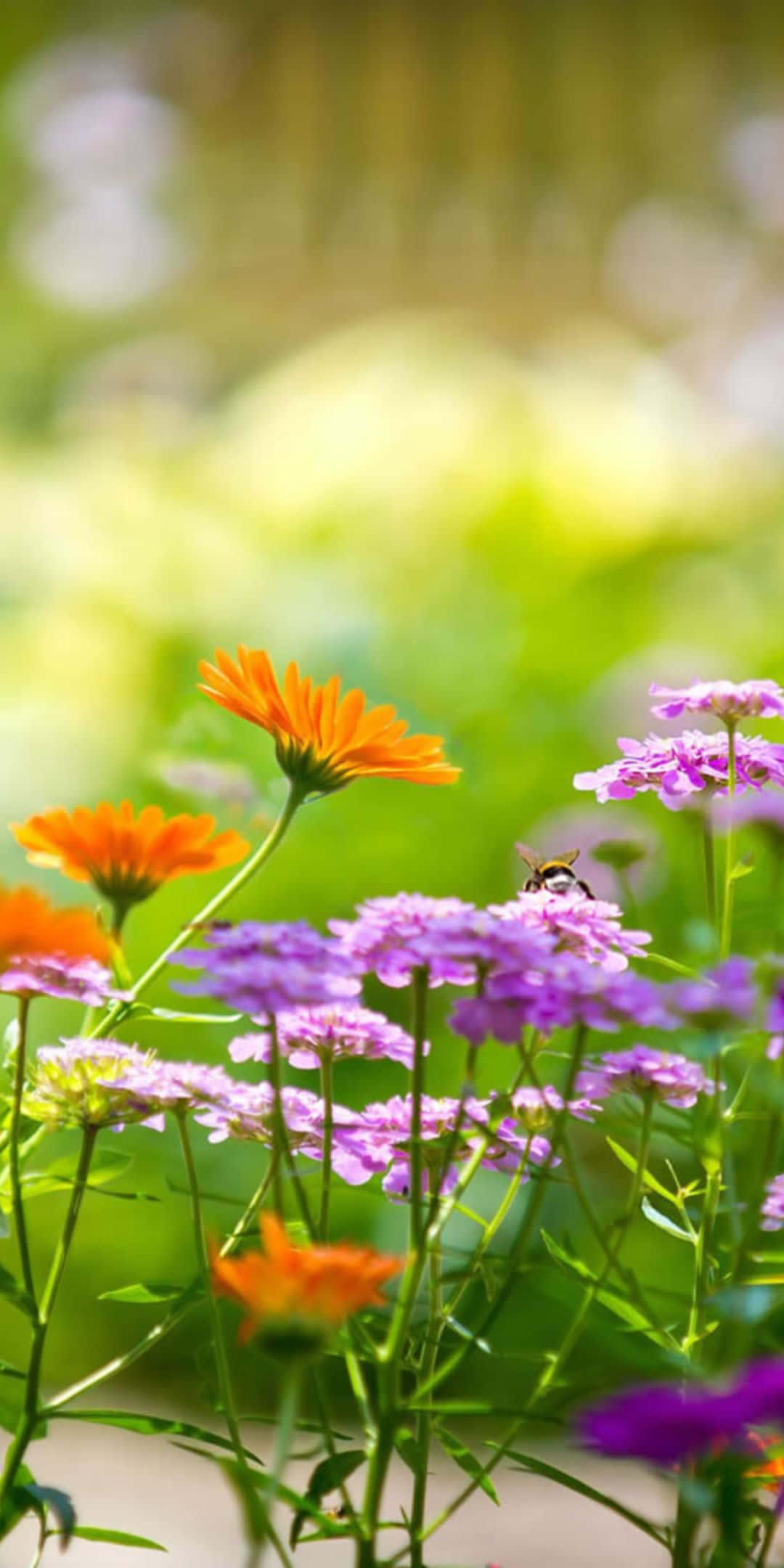 Fondo de Flores para Pixel 3: Verbena y Margaritas Fondos de pantalla