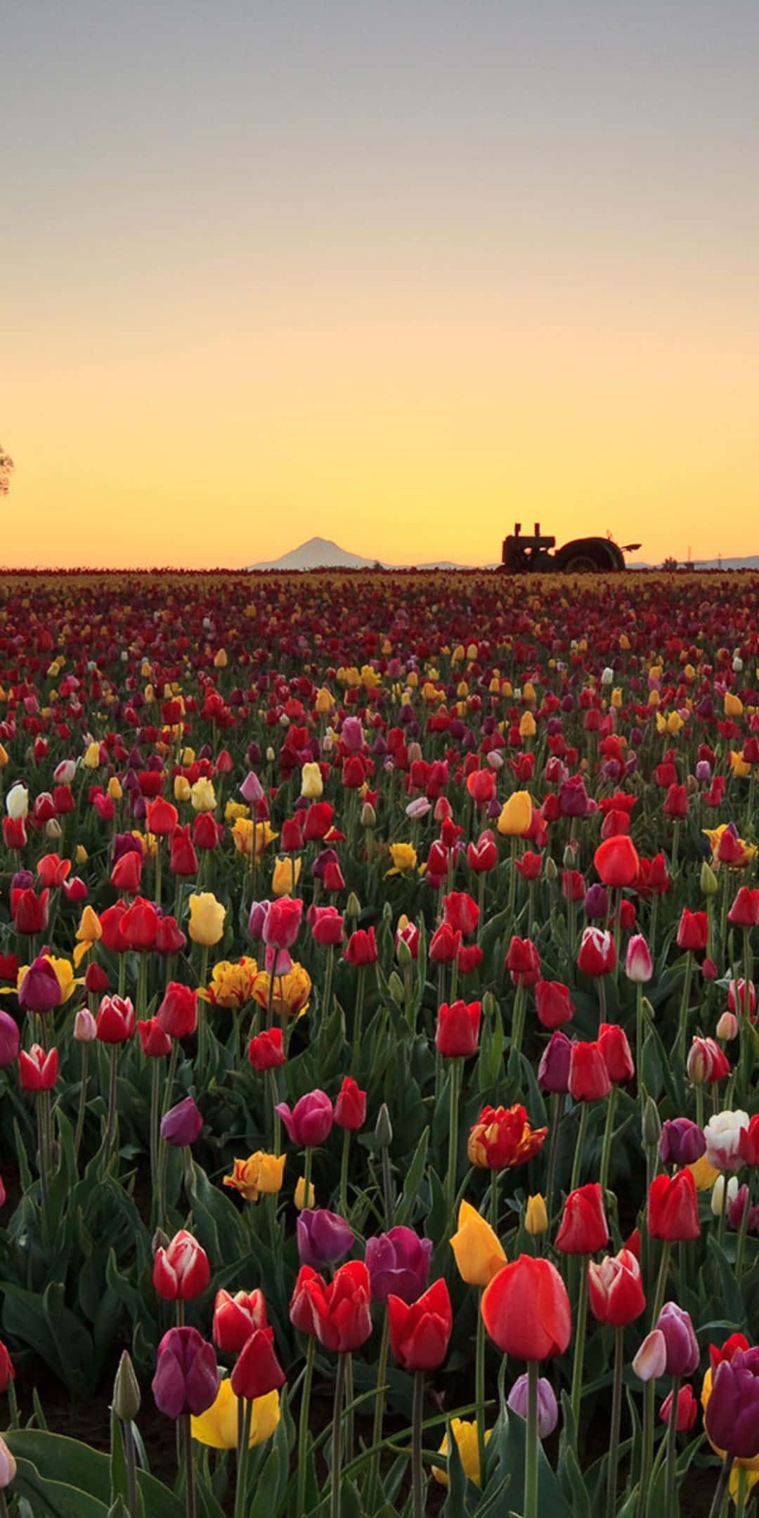 Fondo de Flores Pixel 3 de Campo de Tulipanes Fondos de pantalla