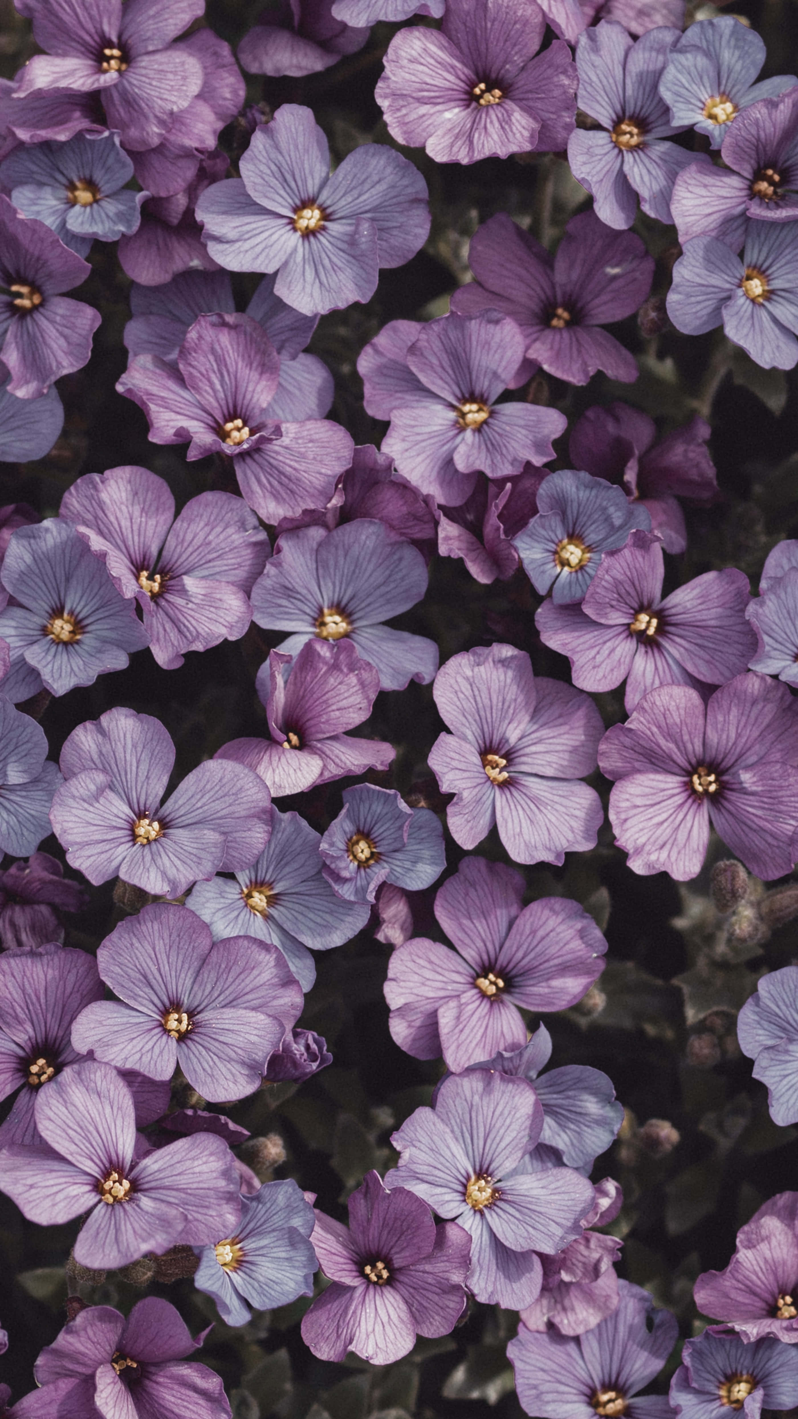 Fondo de Flores Fondos de pantalla