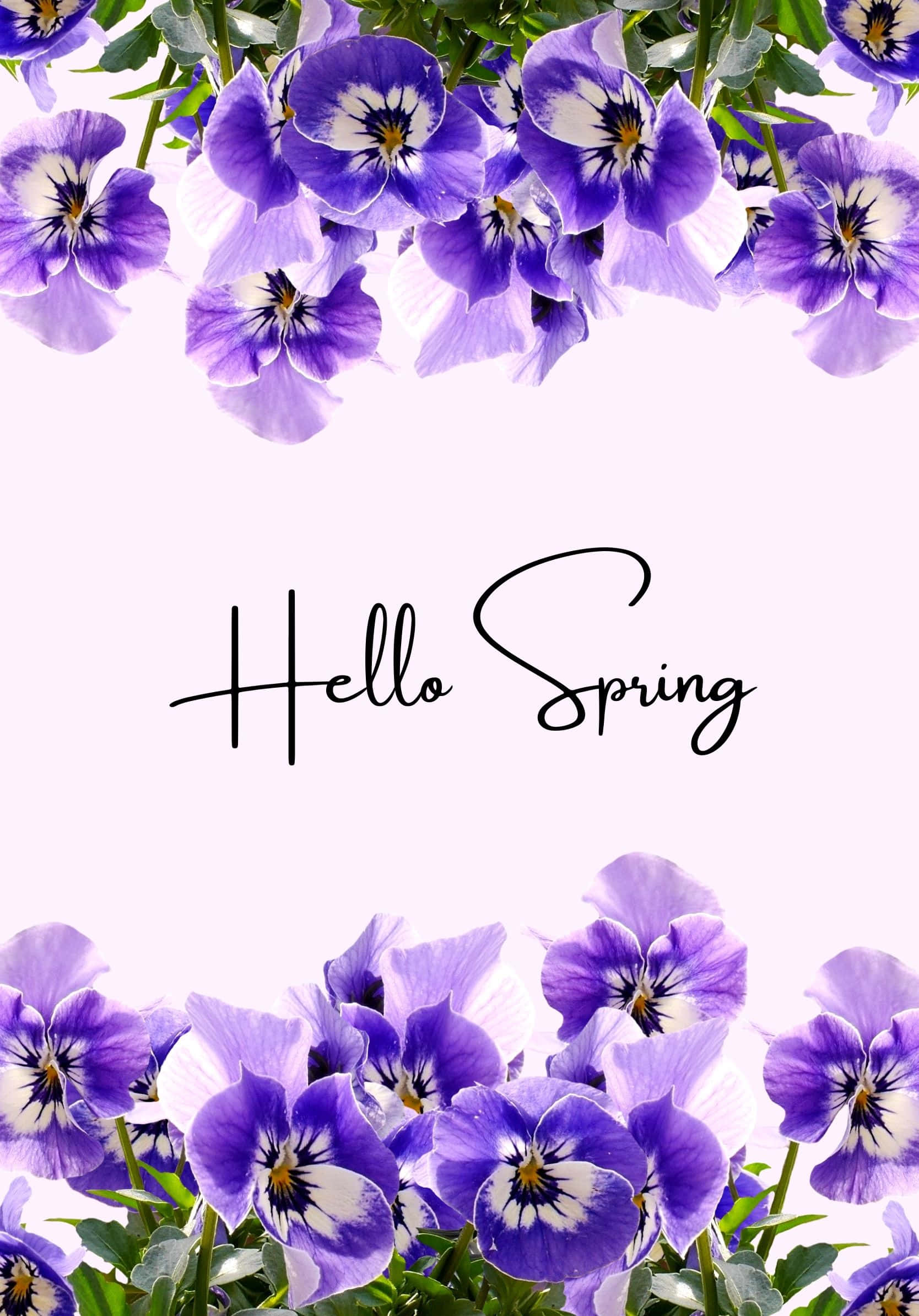 Fondo de Flores Púrpuras de Geranio de Primavera Fondos de pantalla