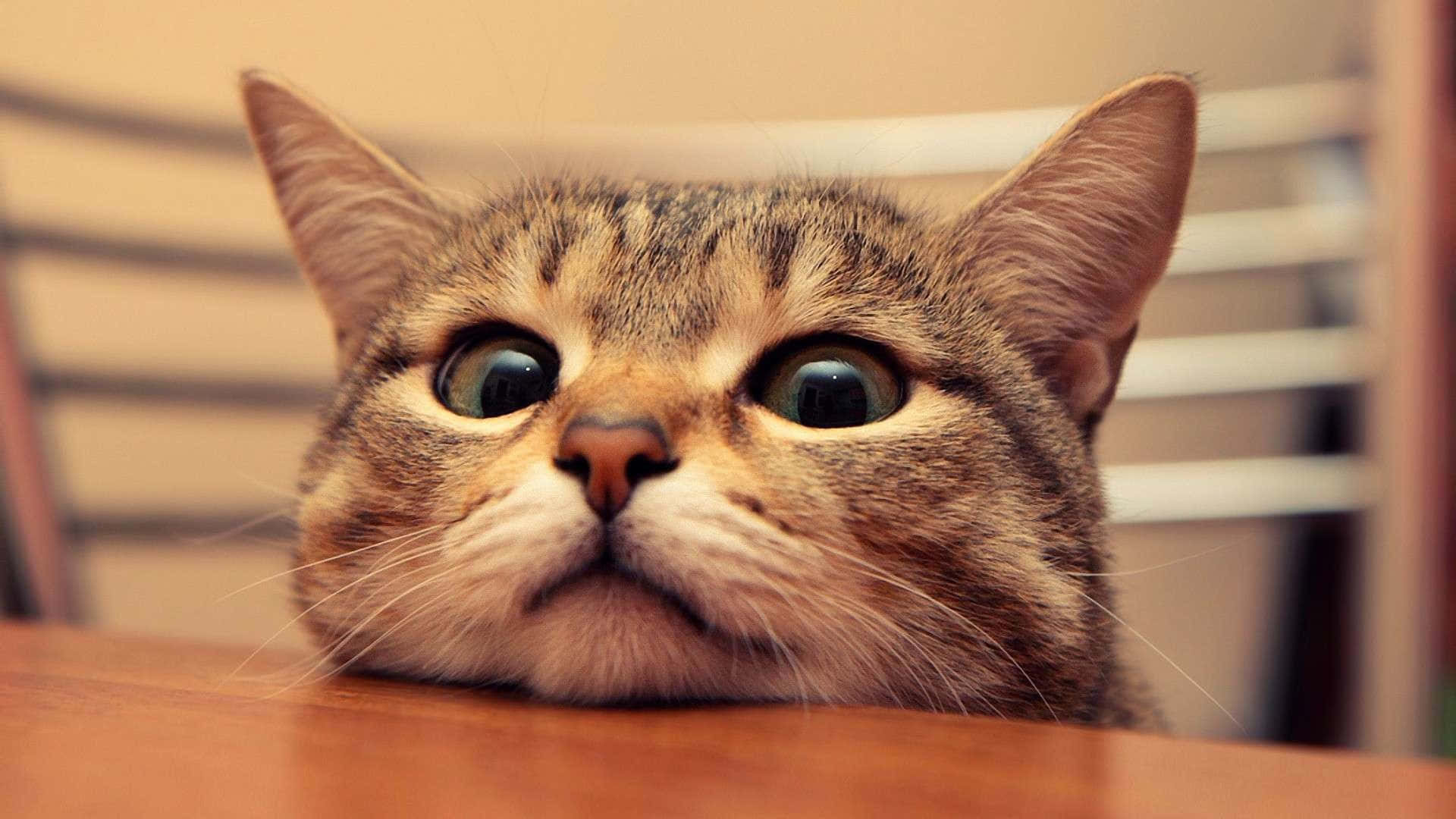Fondo de Gato Fondos de pantalla