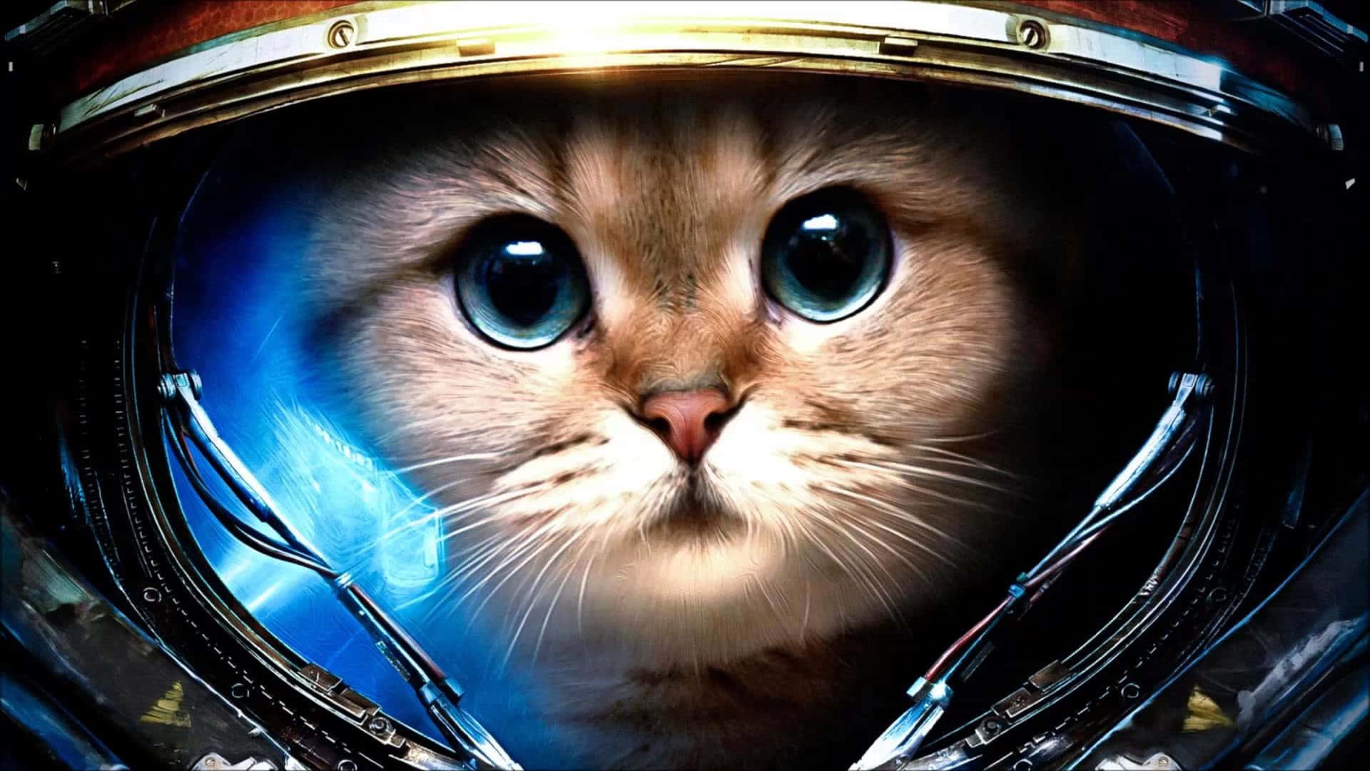 Fondo de Gato Fondos de pantalla