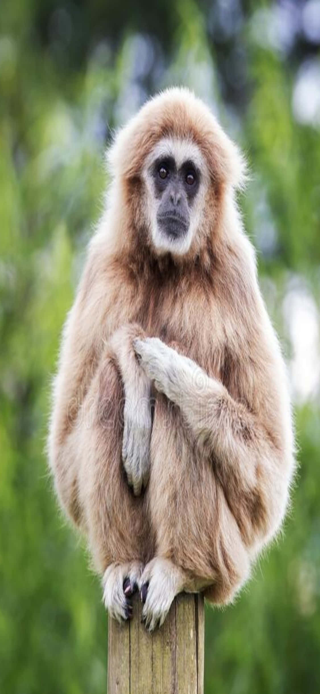 Fondo de Gibón para iPhone X: Gibón sentado en un poste Fondos de pantalla