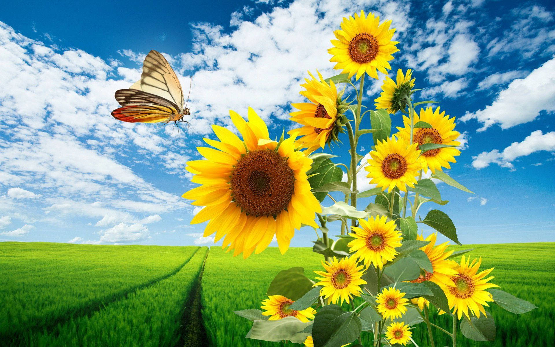 Fondo de girasol mariposa en el campo Fondos de pantalla