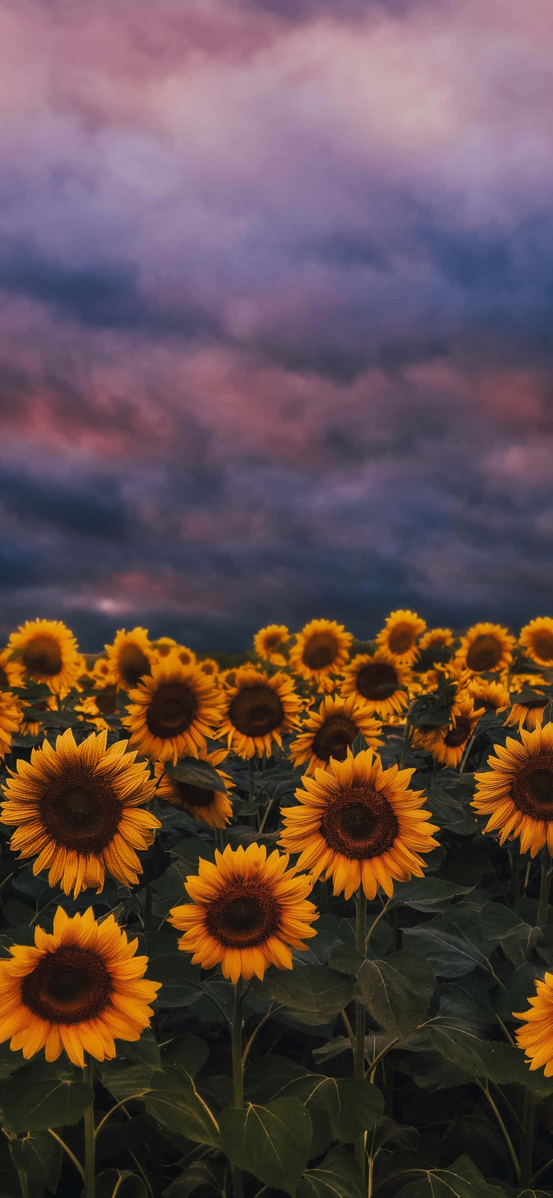 Fondo de Girasol Fondos de pantalla