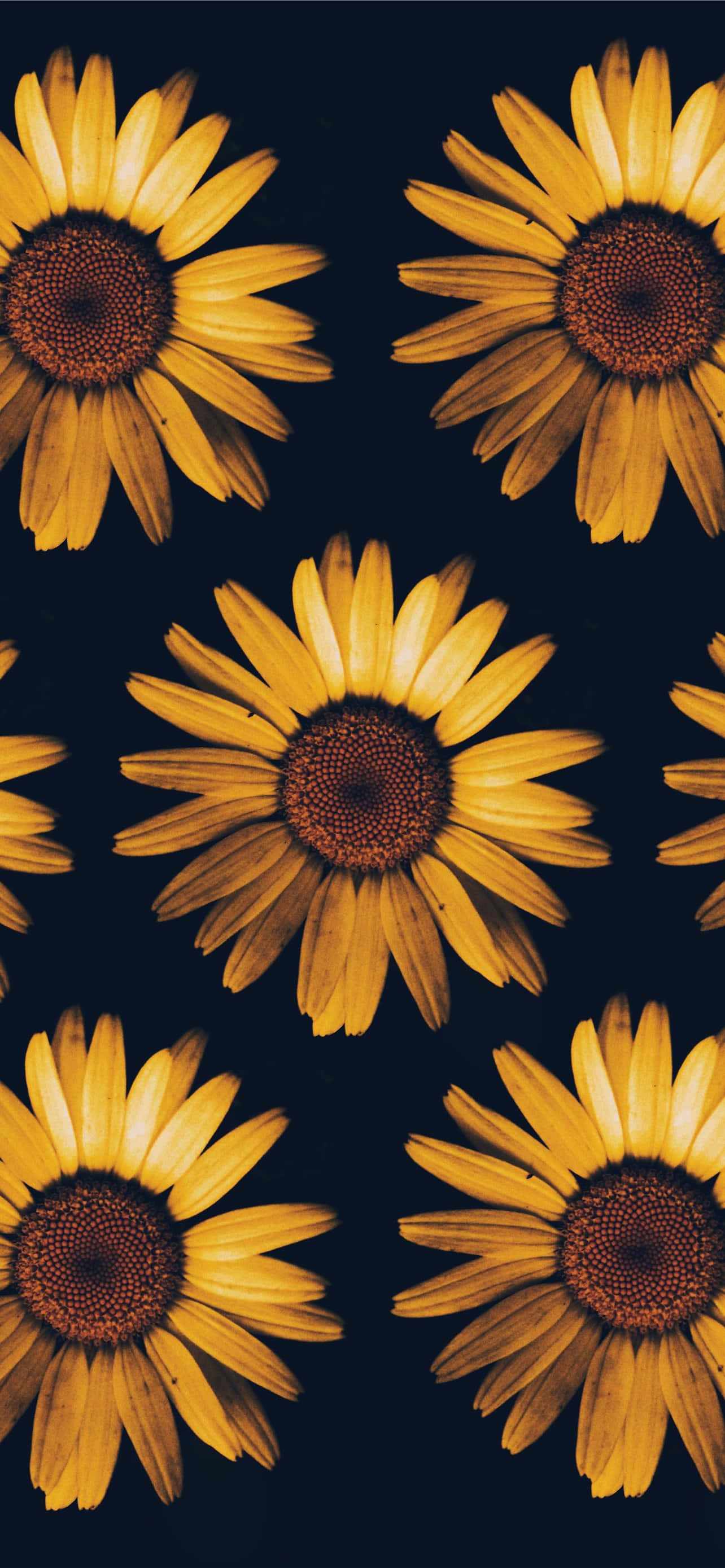 Fondo de Girasol Fondos de pantalla