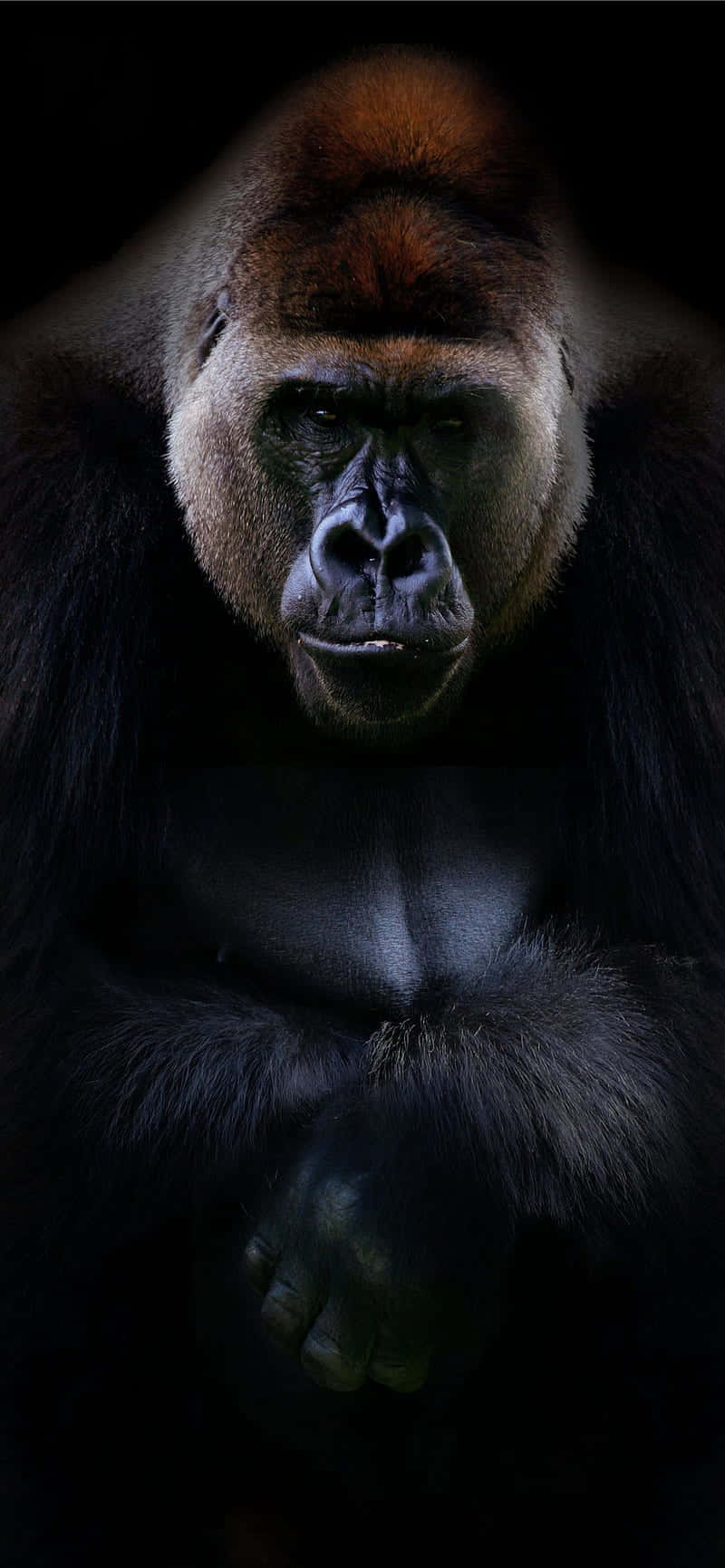 Fondo de Gorila con Retrato Profesional Fondos de pantalla