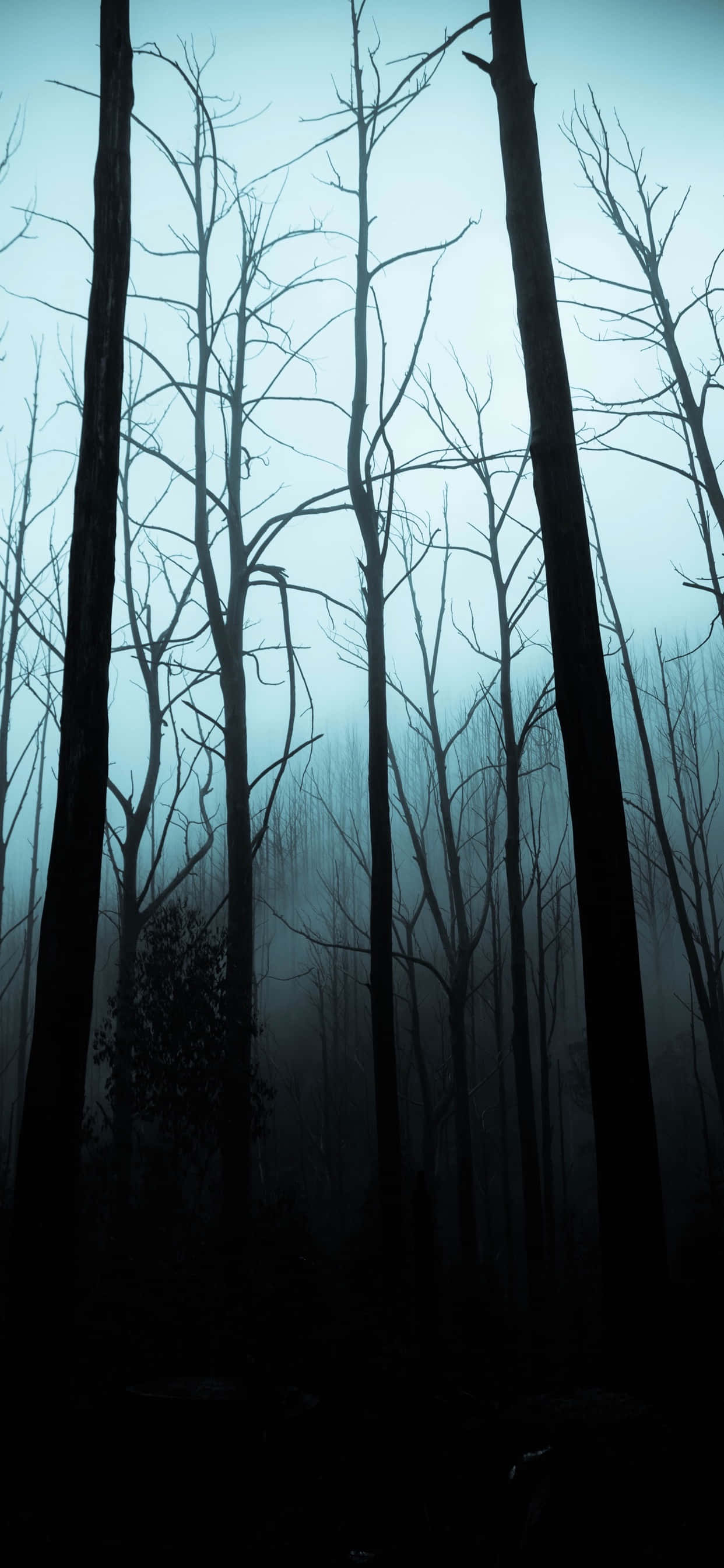 Fondo de Halloween para iPhone de un bosque tenebroso Fondos de pantalla