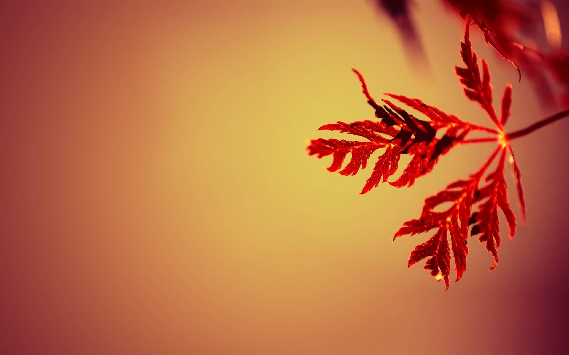 Fondo de Hojas de Otoño Fondos de pantalla