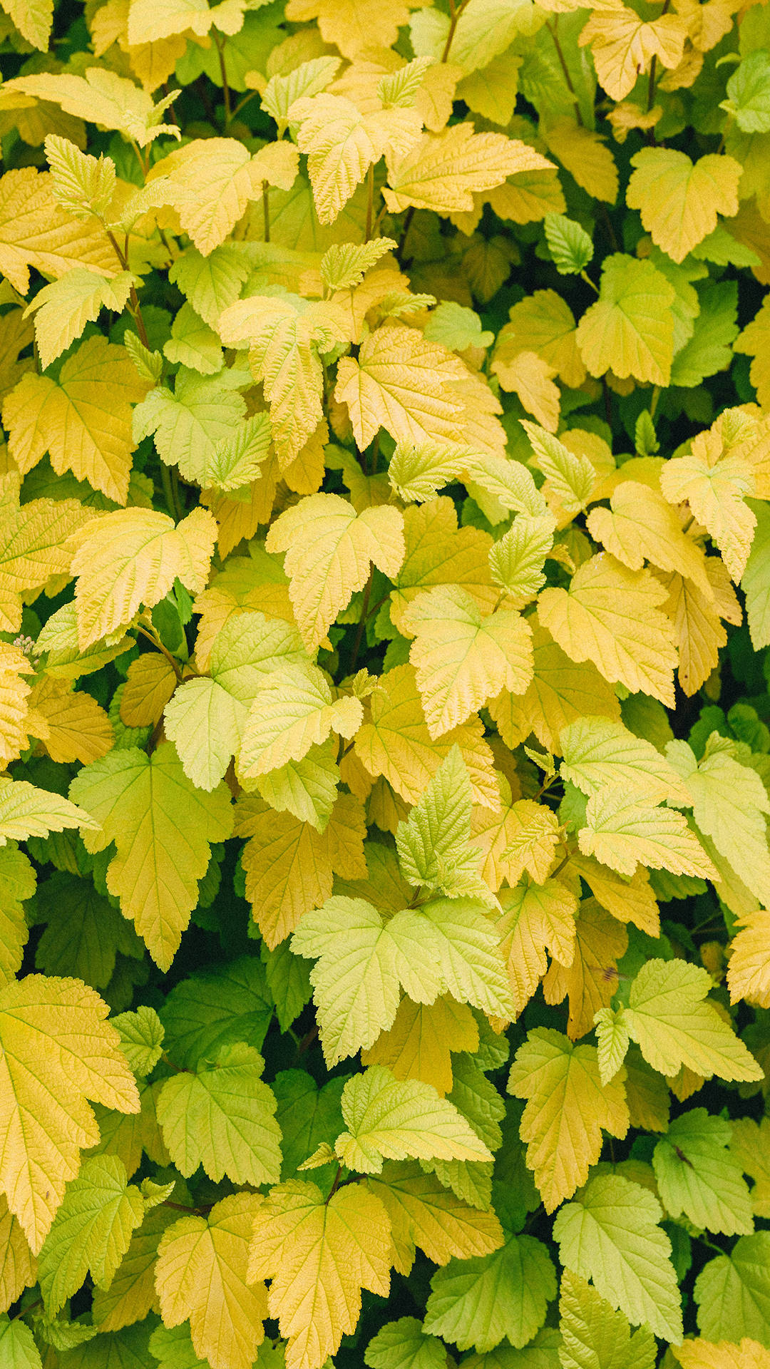 Fondo de Hojas de Otoño para Historias de Instagram Fondos de pantalla