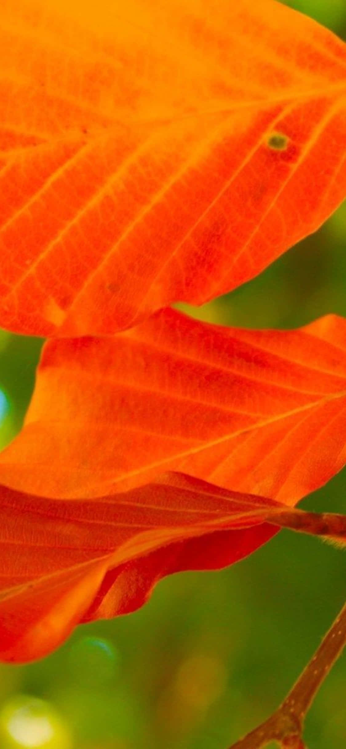 Fondo de Hojas Naranjas para iPhone Xs en PC de Escritorio Fondos de pantalla