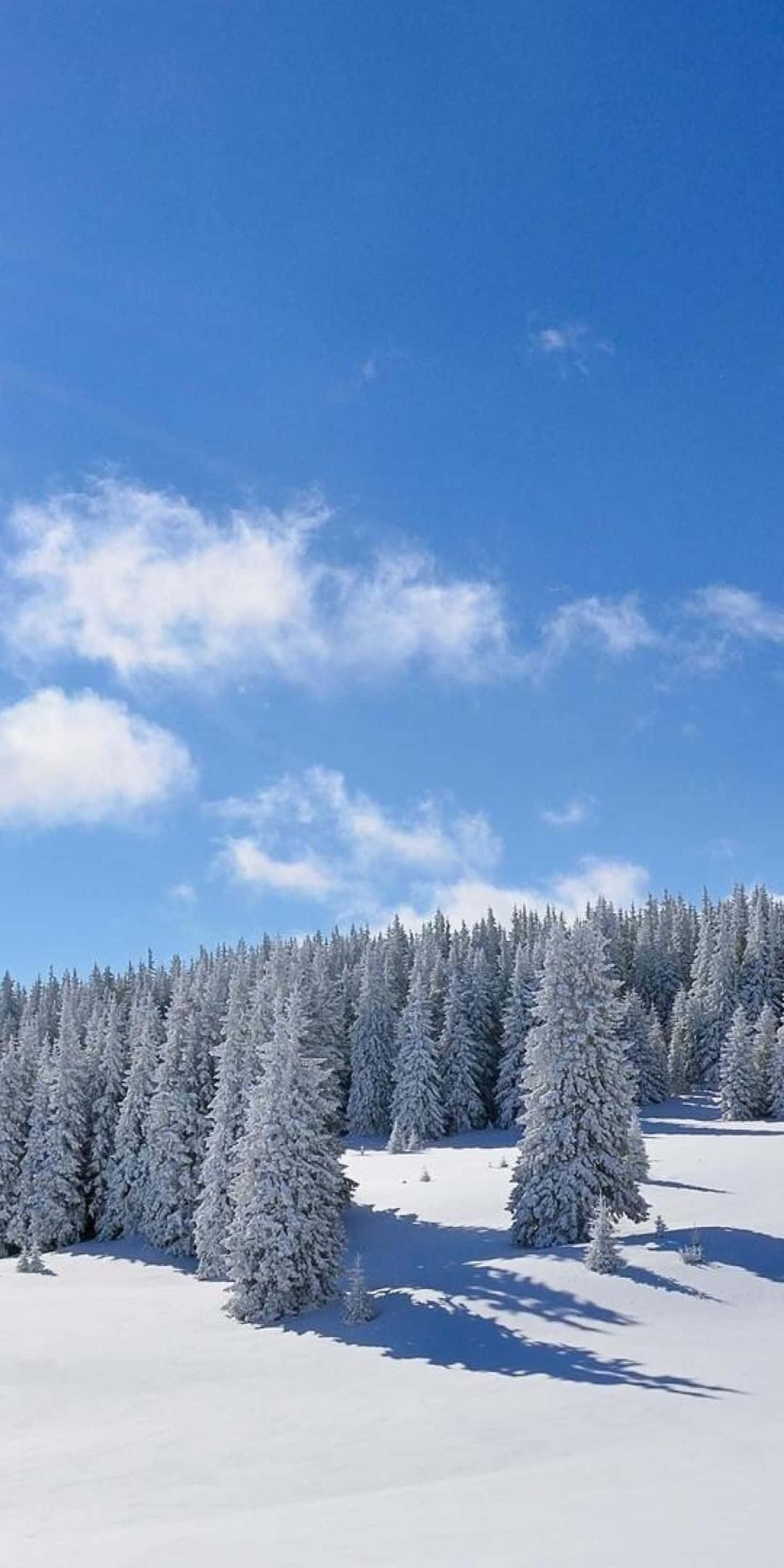 Fondo de Invierno Pixel 3 Bosque Invernal de Día Fondos de pantalla