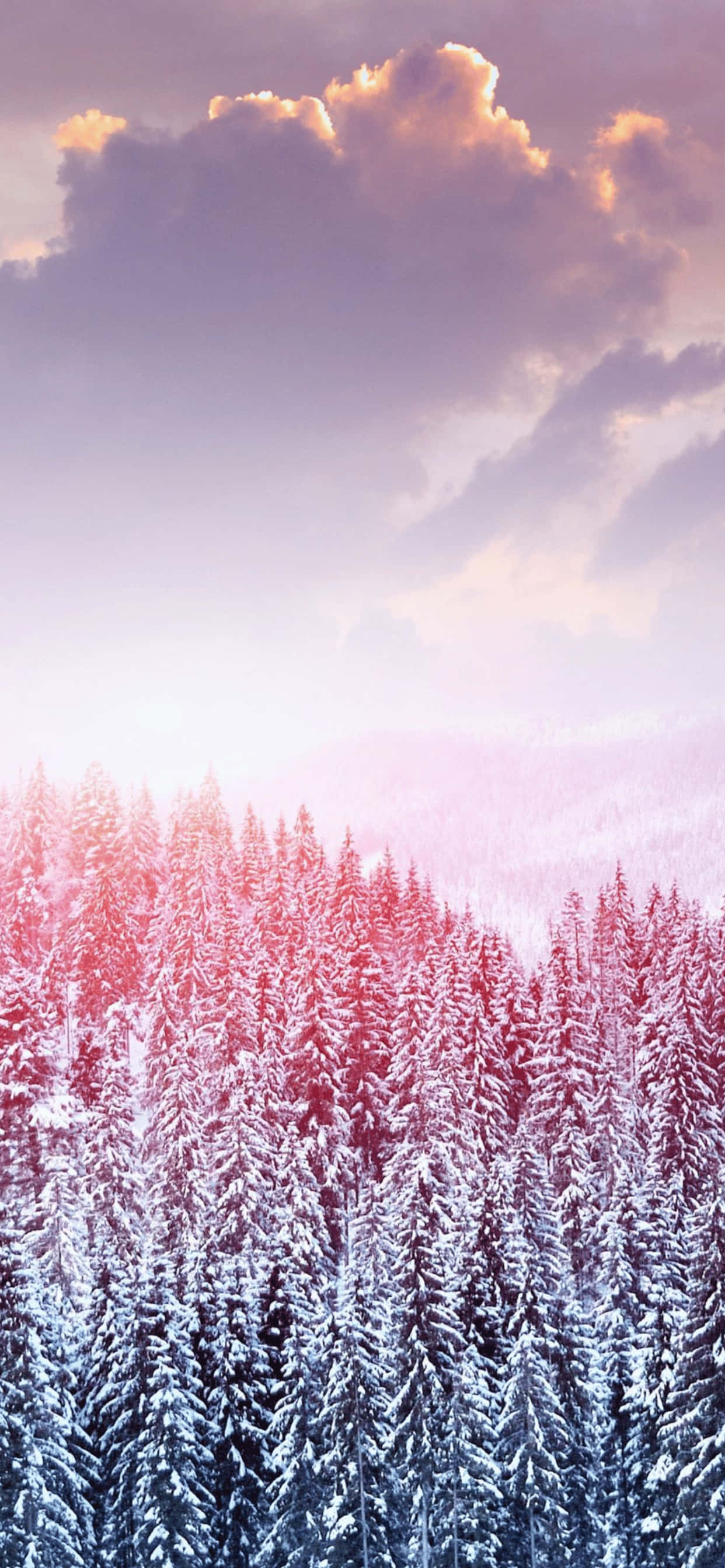 Fondo de Invierno Bosque de Pinos iPhone XS Max Fondos de pantalla