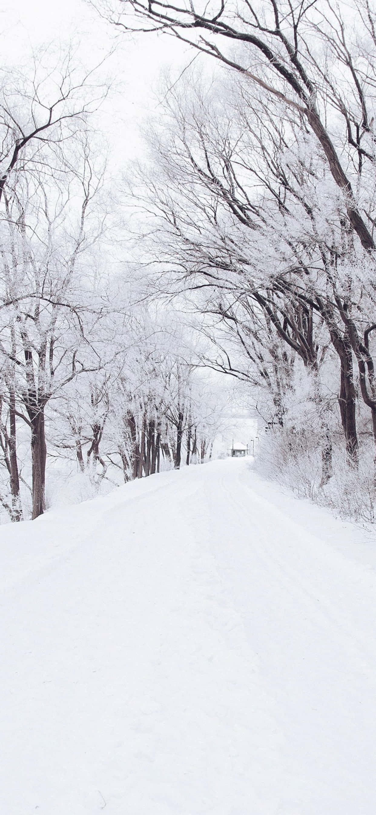 Fondo de Invierno Camino Nevado iPhone XS Max Fondos de pantalla
