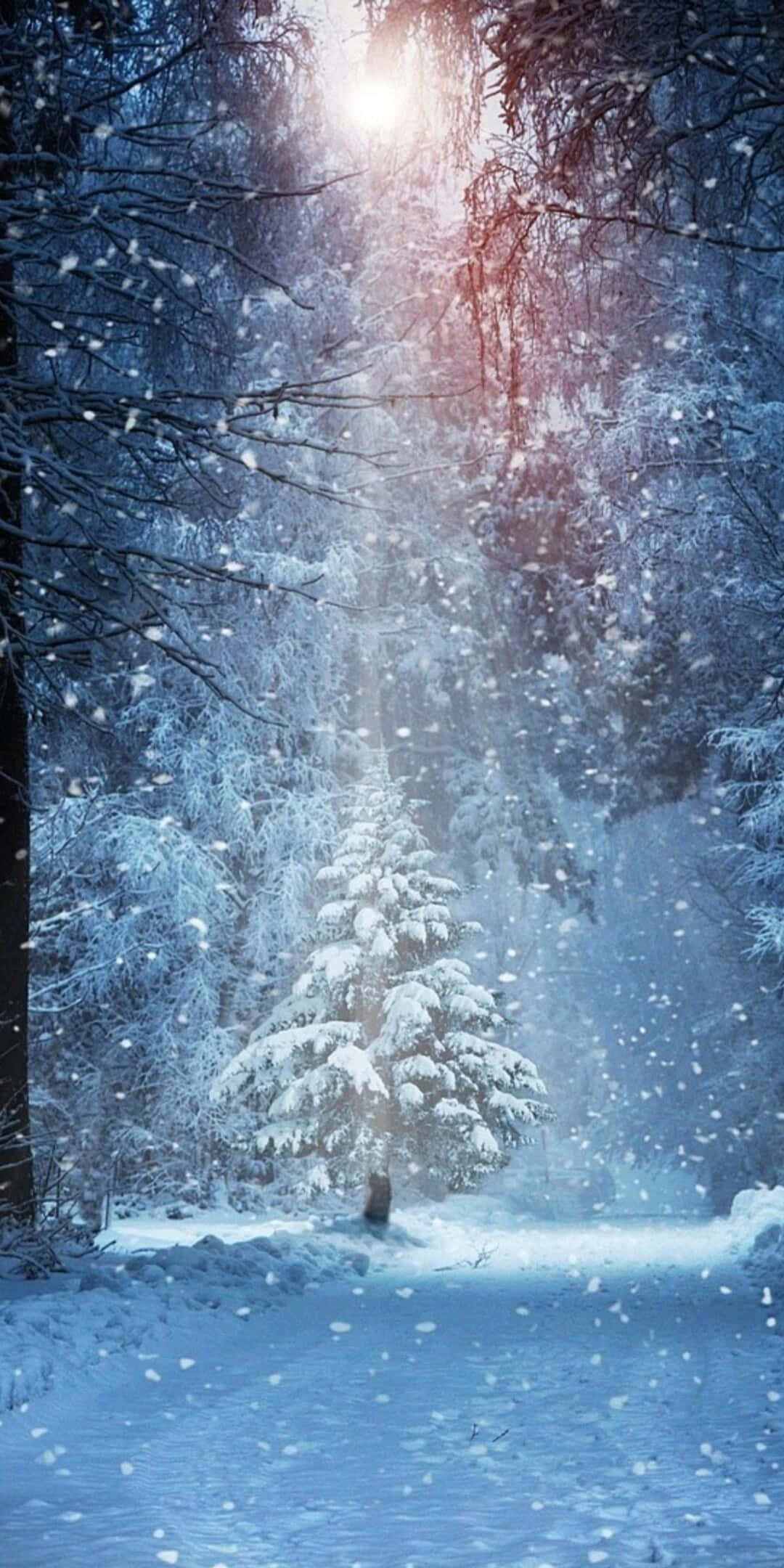 Fondo de Invierno Pixel 3 Árbol Cubierto de Nieve con Foco Fondos de pantalla
