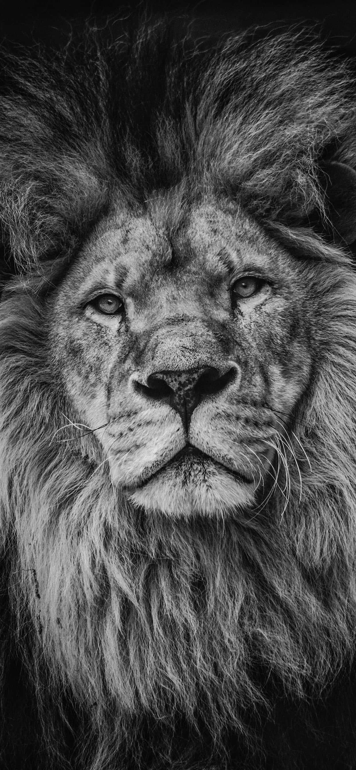 Fondo de león Fondos de pantalla