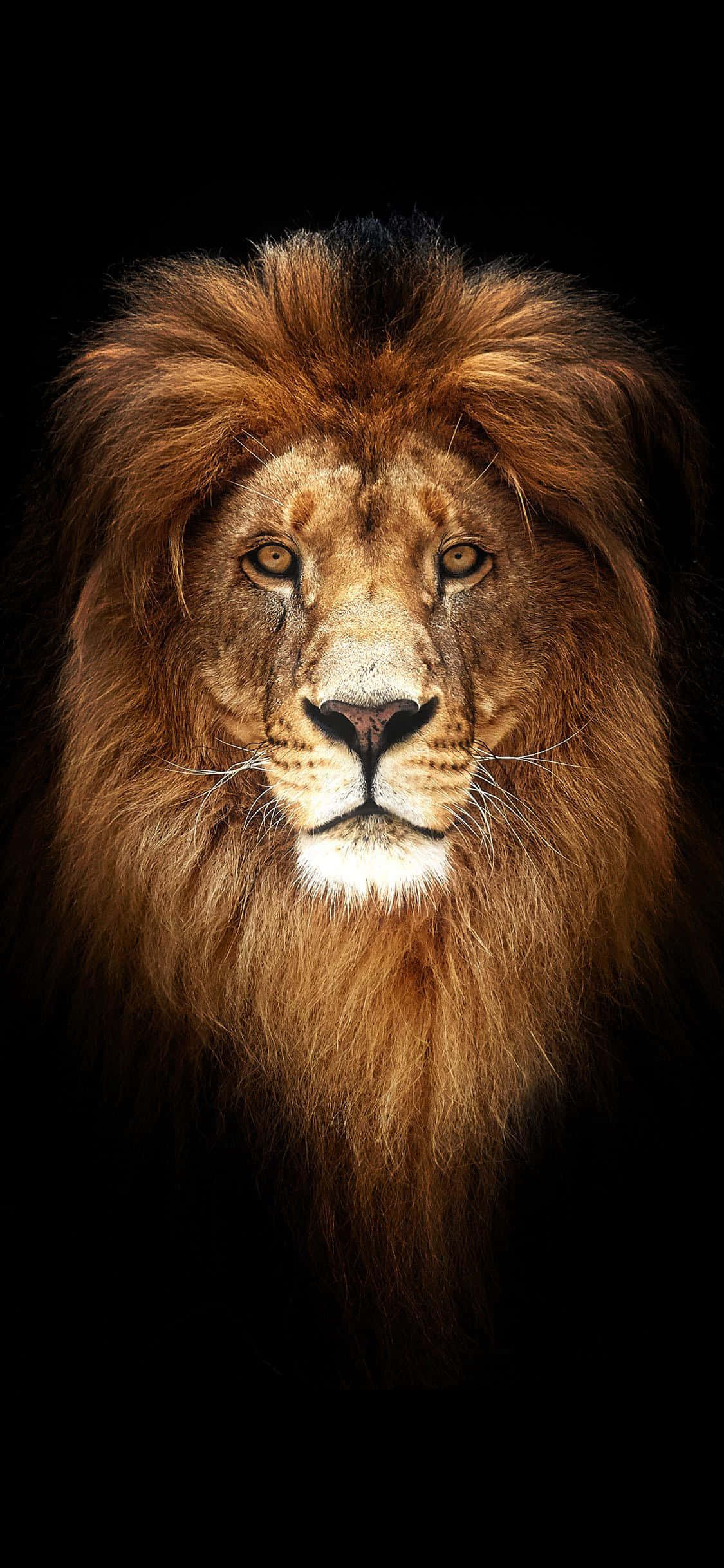 Fondo de león Fondos de pantalla