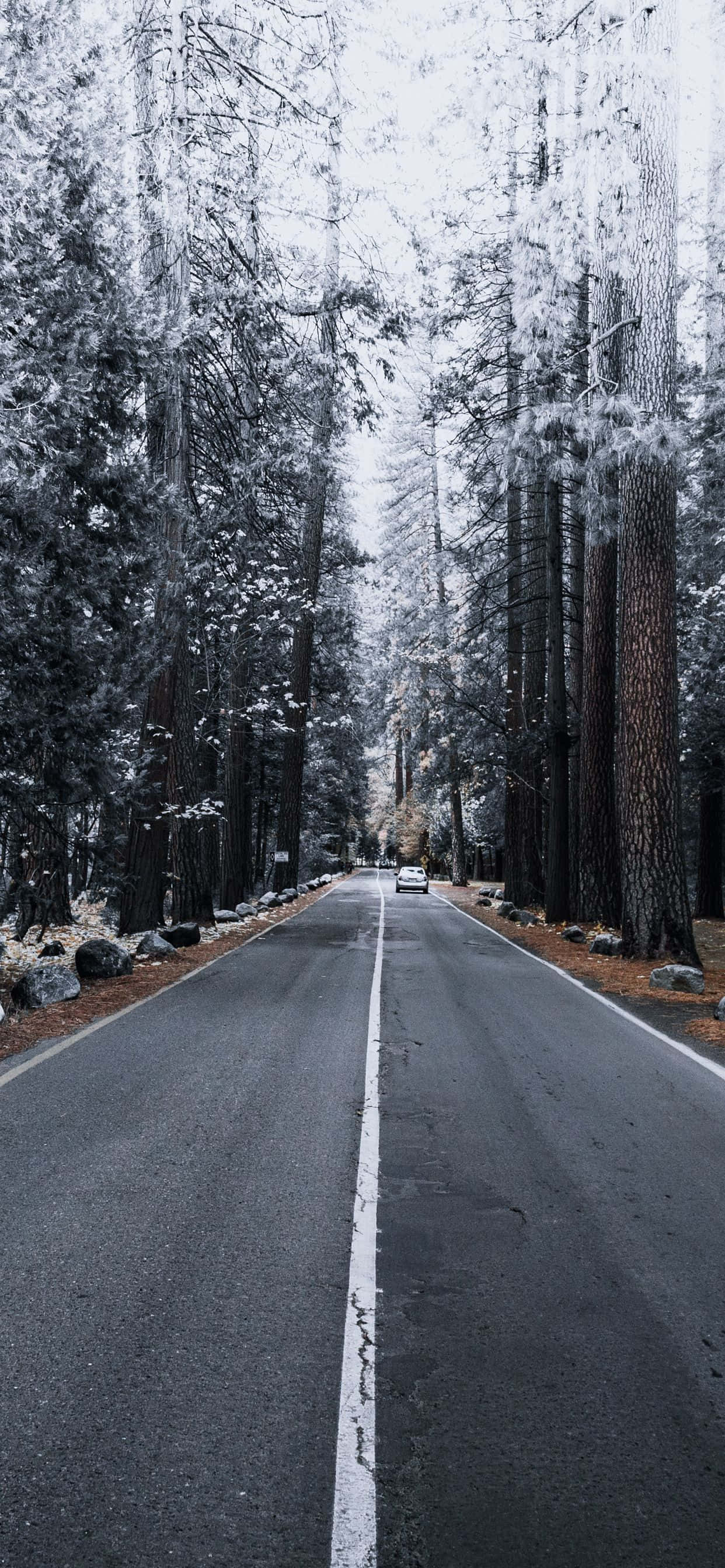 Fondo de manzana iPhone Xs Max con pinos nevados Fondos de pantalla