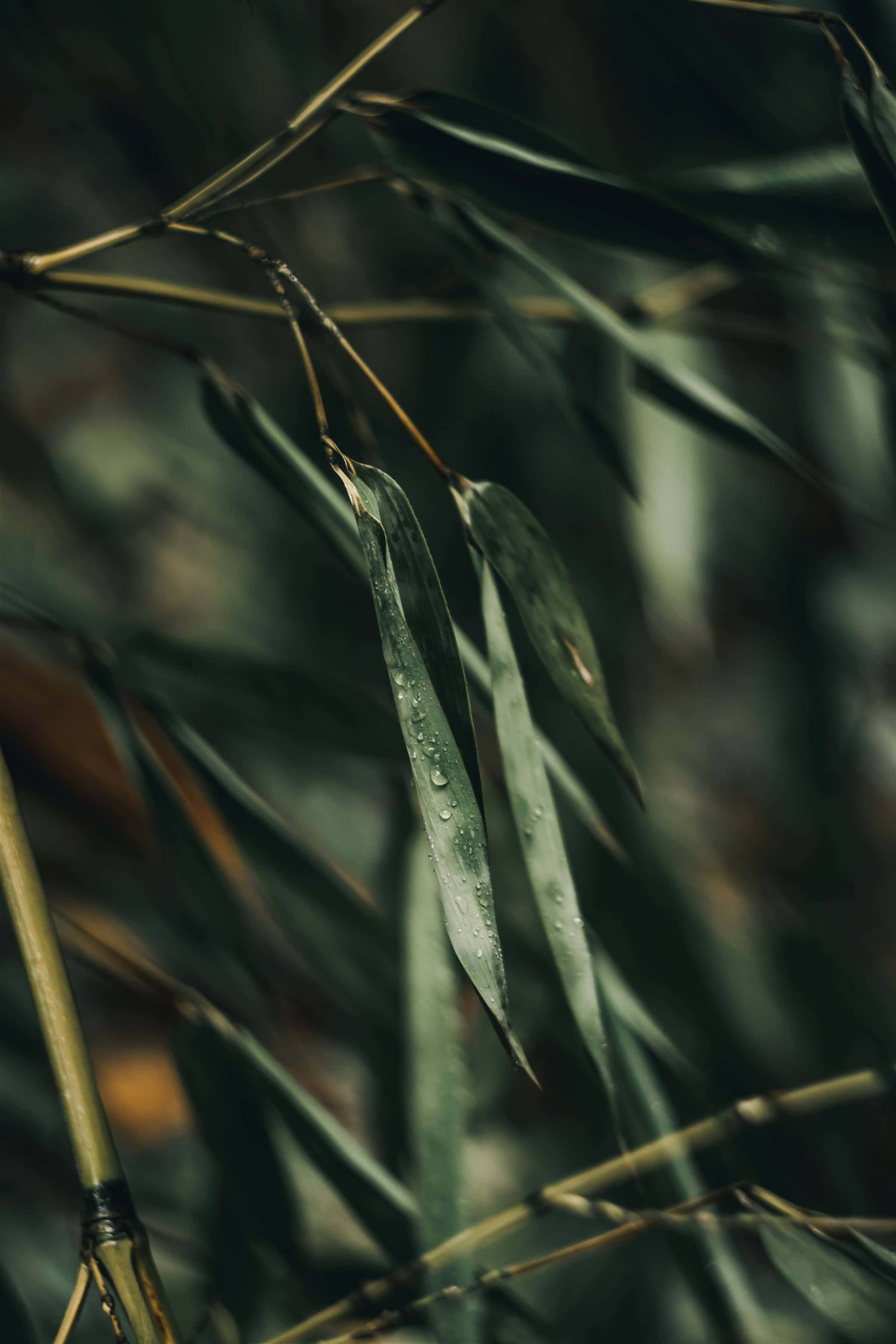 Fondo de Naturaleza de Hojas de Bambú Fondos de pantalla