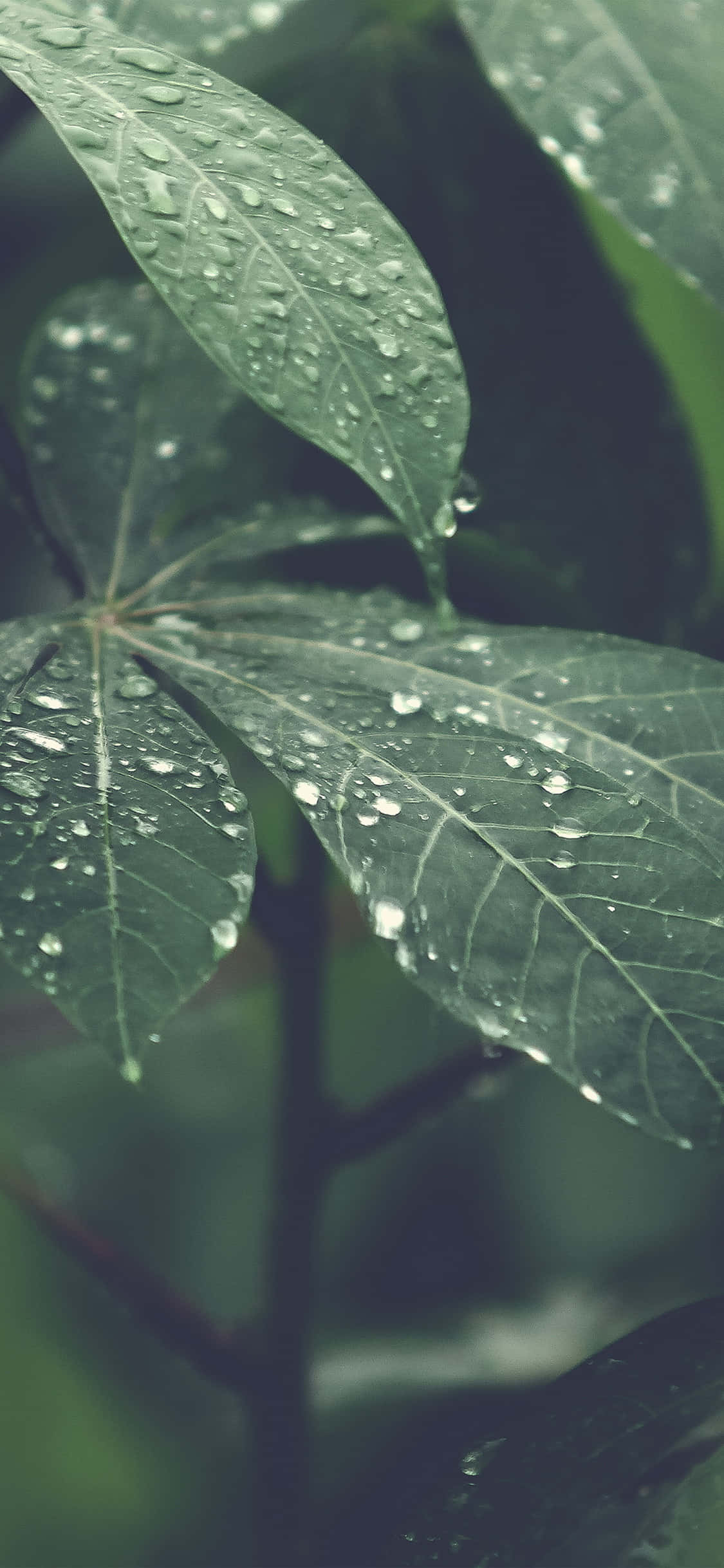 Fondo de Naturaleza Cautivador para iPhone X Fondos de pantalla