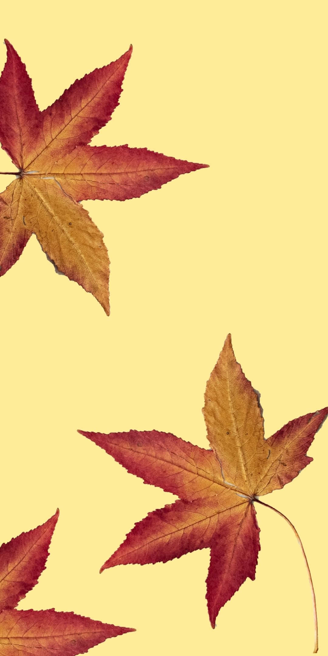 Fondo de Otoño Android con Hojas de Arce Rojas Fondos de pantalla