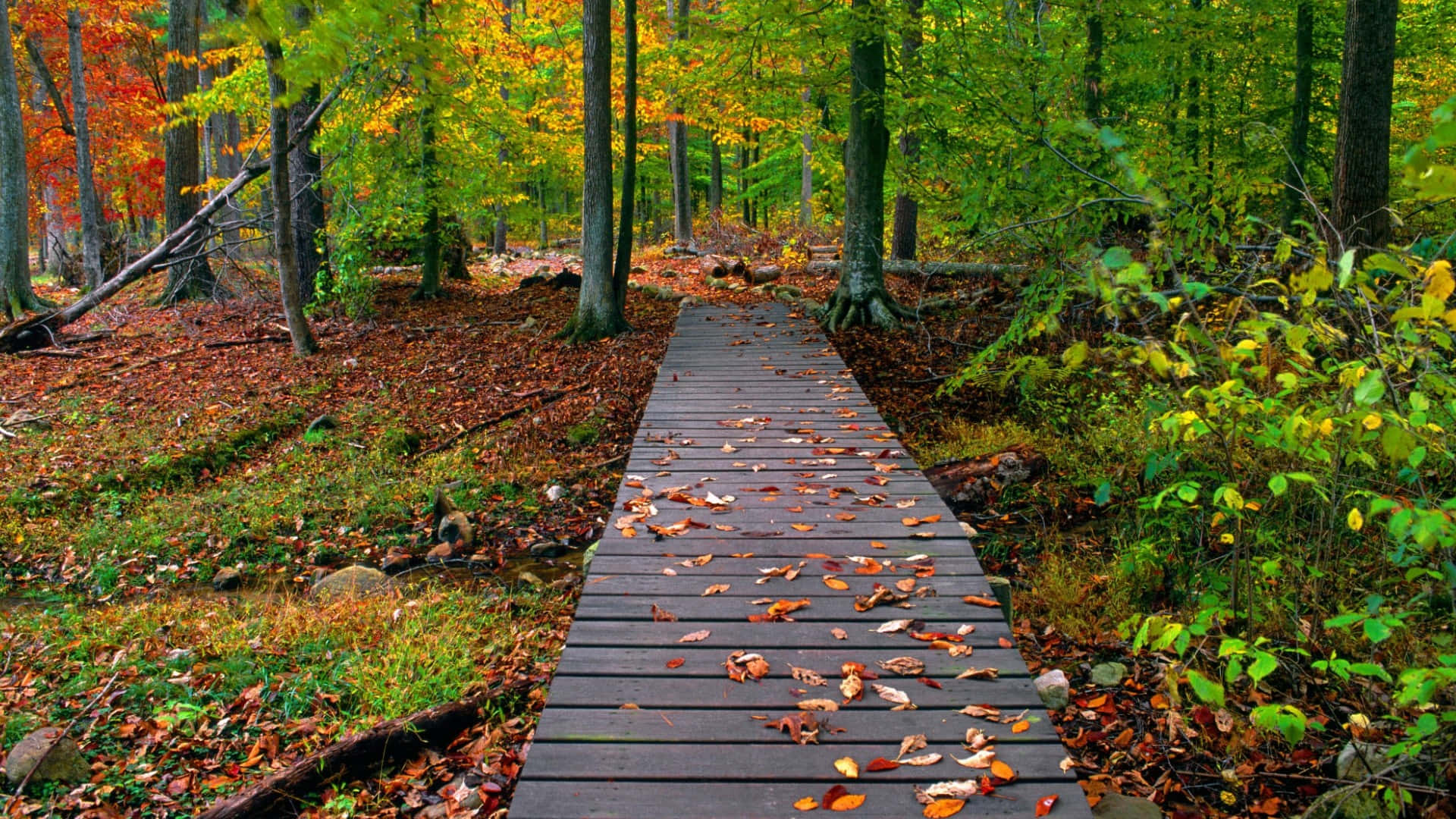 Fondo de Otoño HD con Pasarela de Madera en el Bosque Fondos de pantalla