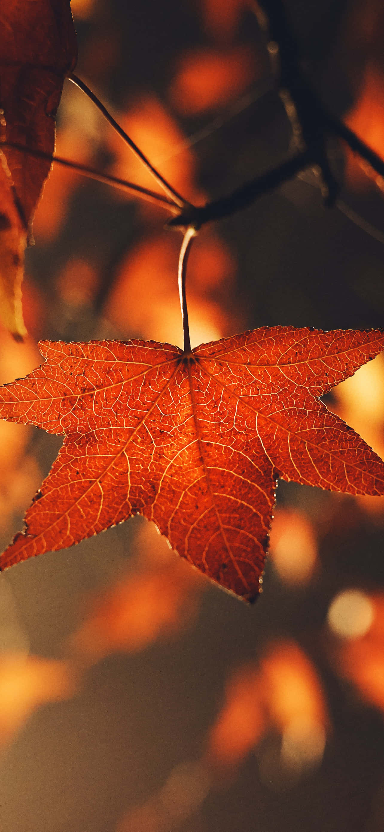 Fondo de Otoño Fondos de pantalla