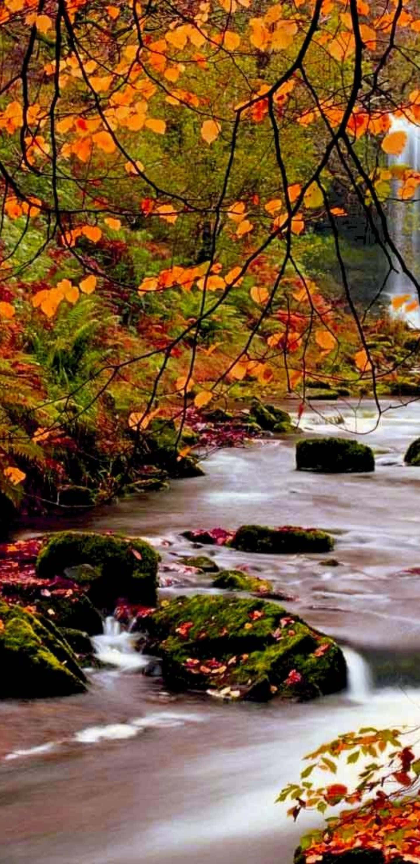 Fondo de Otoño Pixel 3XL con Río en el Bosque Fondos de pantalla