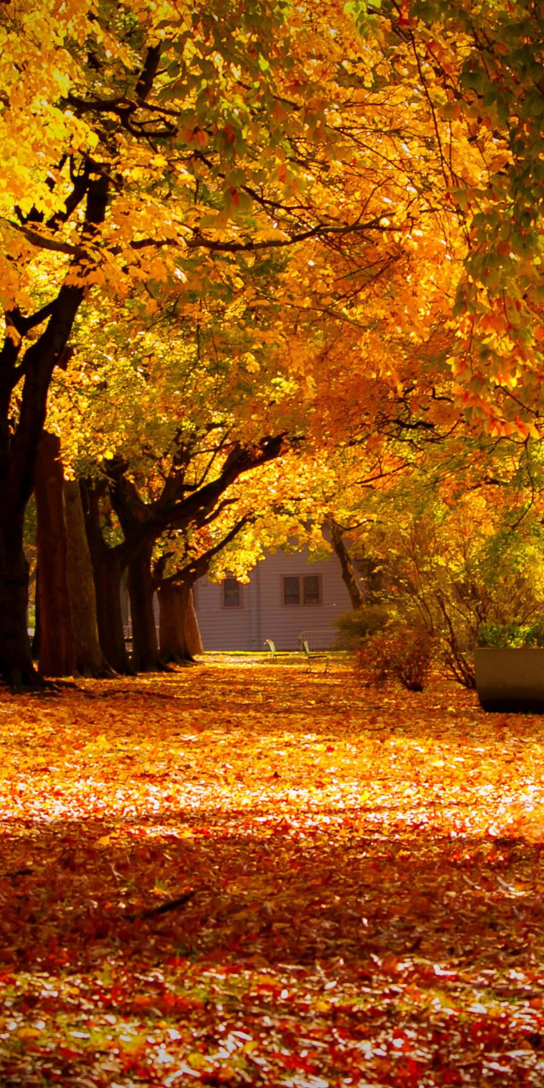 Fondo de Otoño Pixel 3 con Banca en el Parque Fondos de pantalla