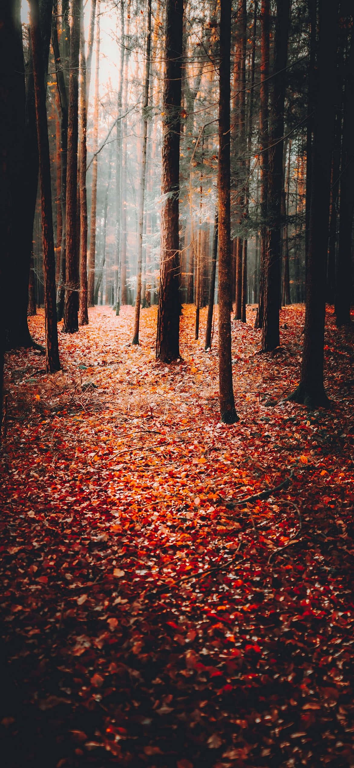 Fondo de Otoño Fondos de pantalla