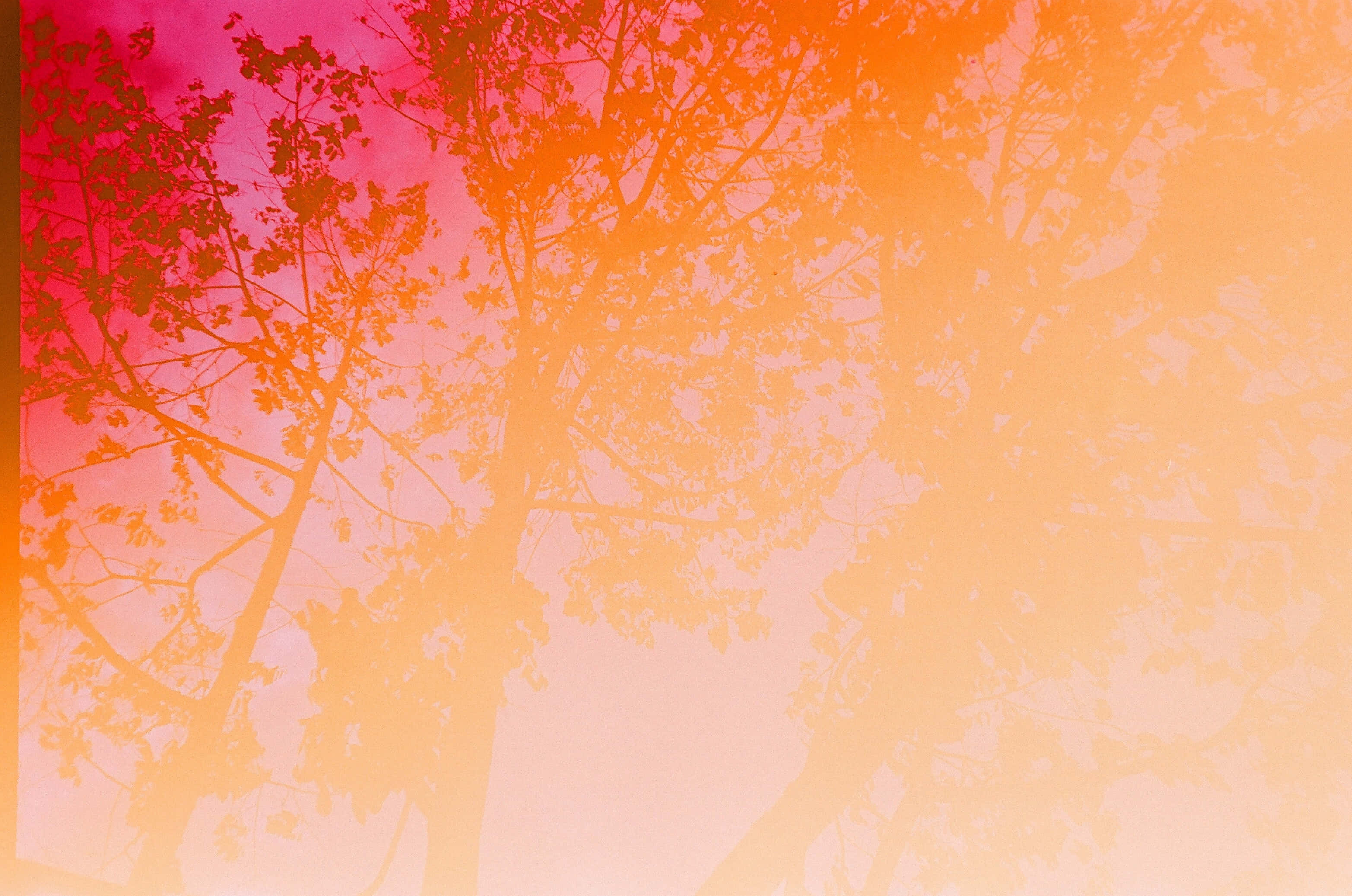 Fondo de Pancarta con Árboles Naranja Estético Fondos de pantalla