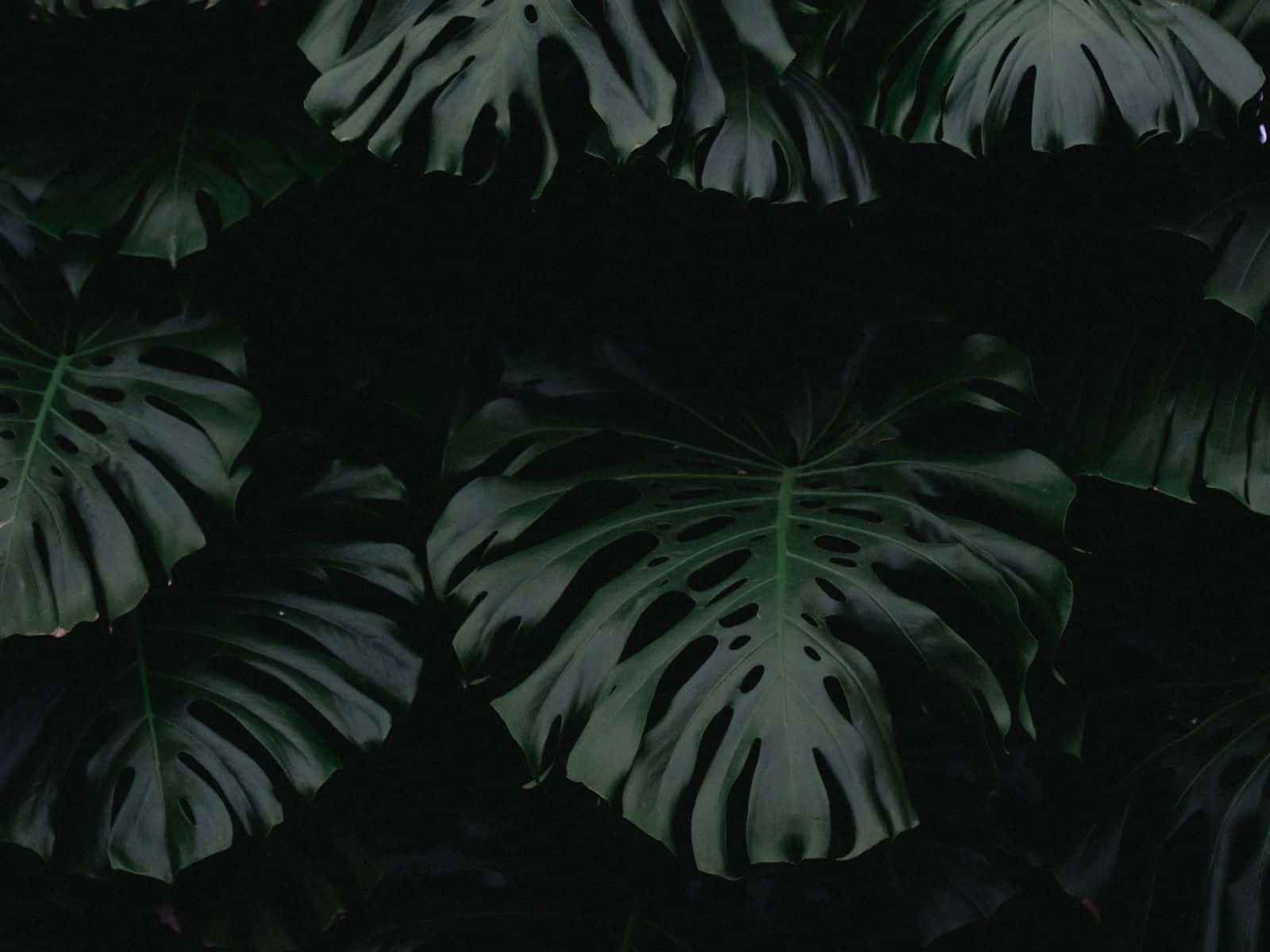 Fondo de Pantalla Estético Verde Oscuro Cautivador Fondos de pantalla