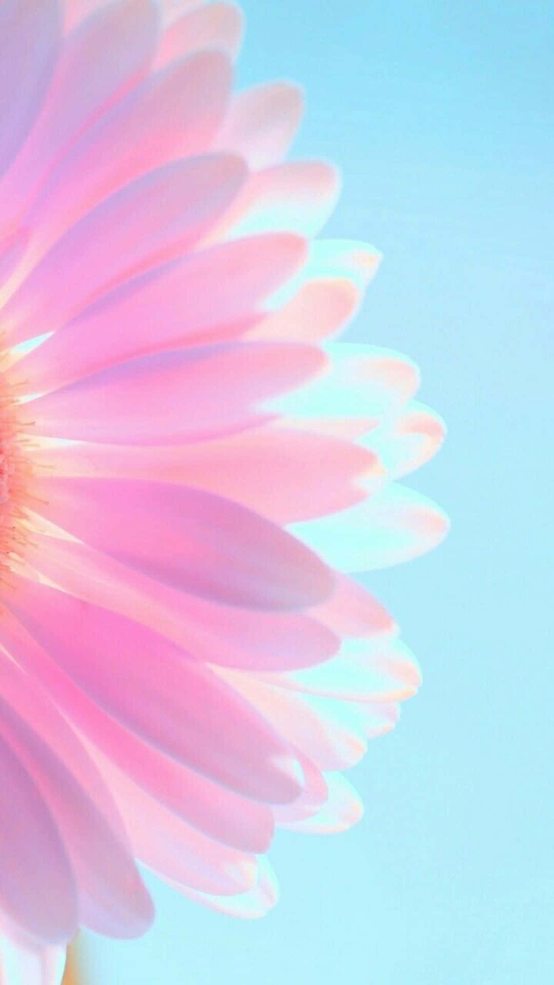 Fondo de pantalla para iPhone de flor margarita púrpura pastel Fondos de pantalla