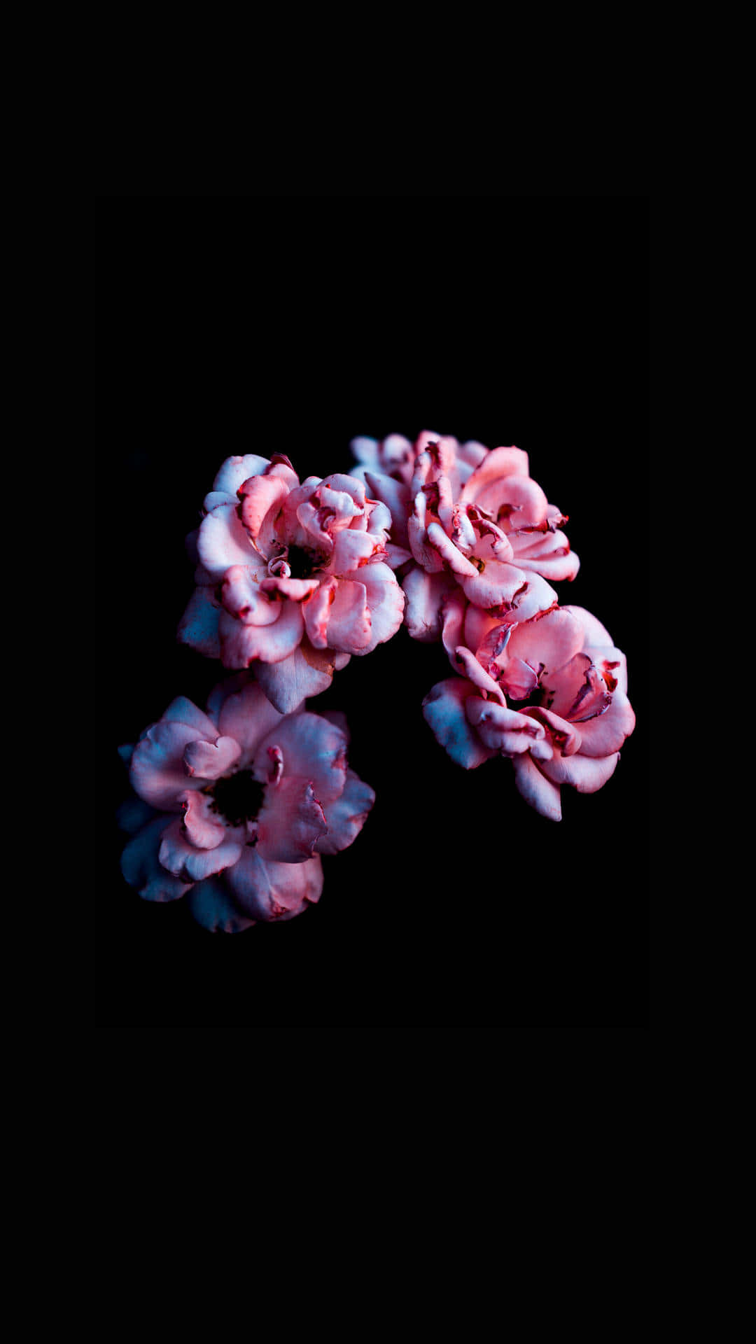 Fondo de Pantalla Floral Oscuro Encantador Fondos de pantalla