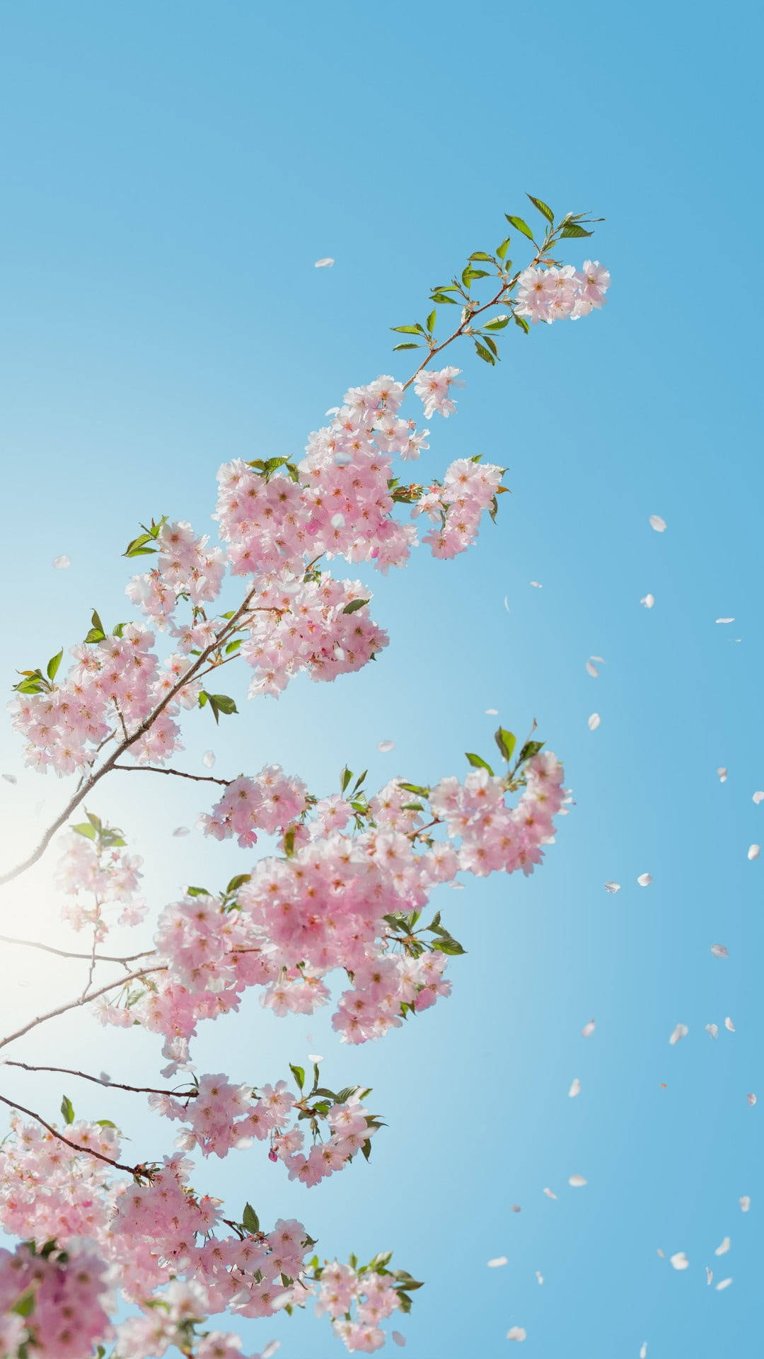 Fondo de pantalla móvil de flores de cerezo Fondos de pantalla