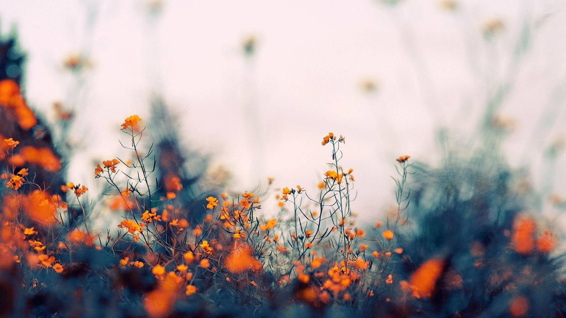 Fondo de pantalla indie con flores naranjas en el campo Fondos de pantalla